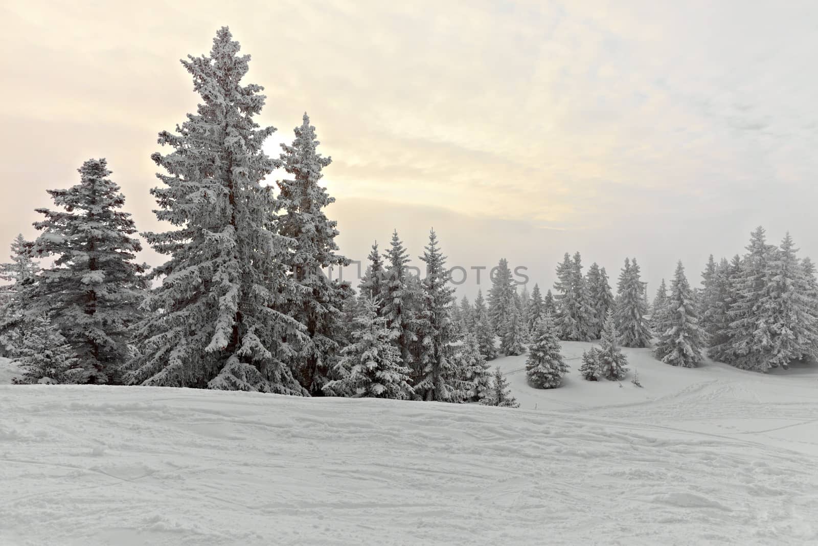 Forest in winter covered by snow