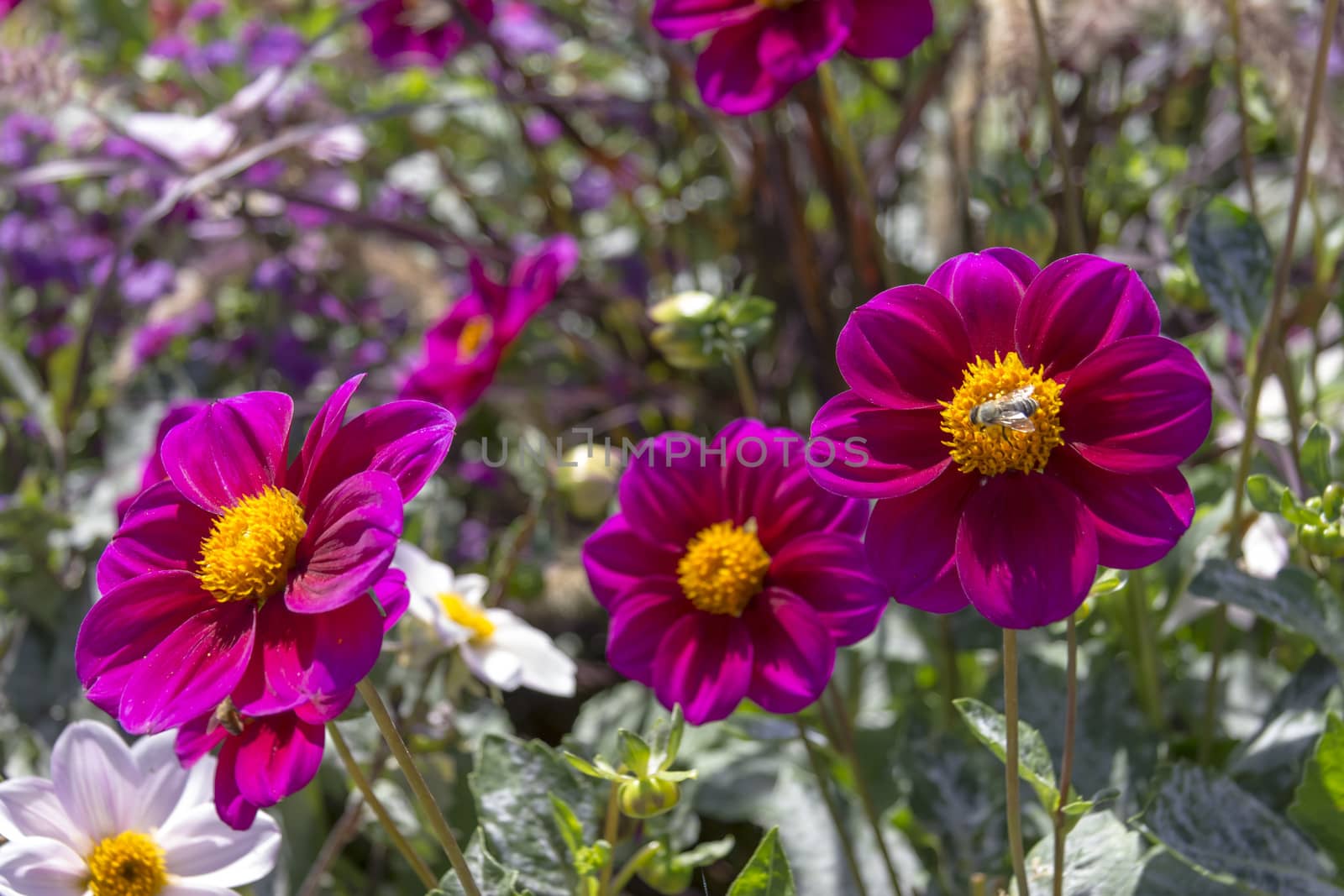 Beautiful colorful flower garden with various flowers by Tetyana