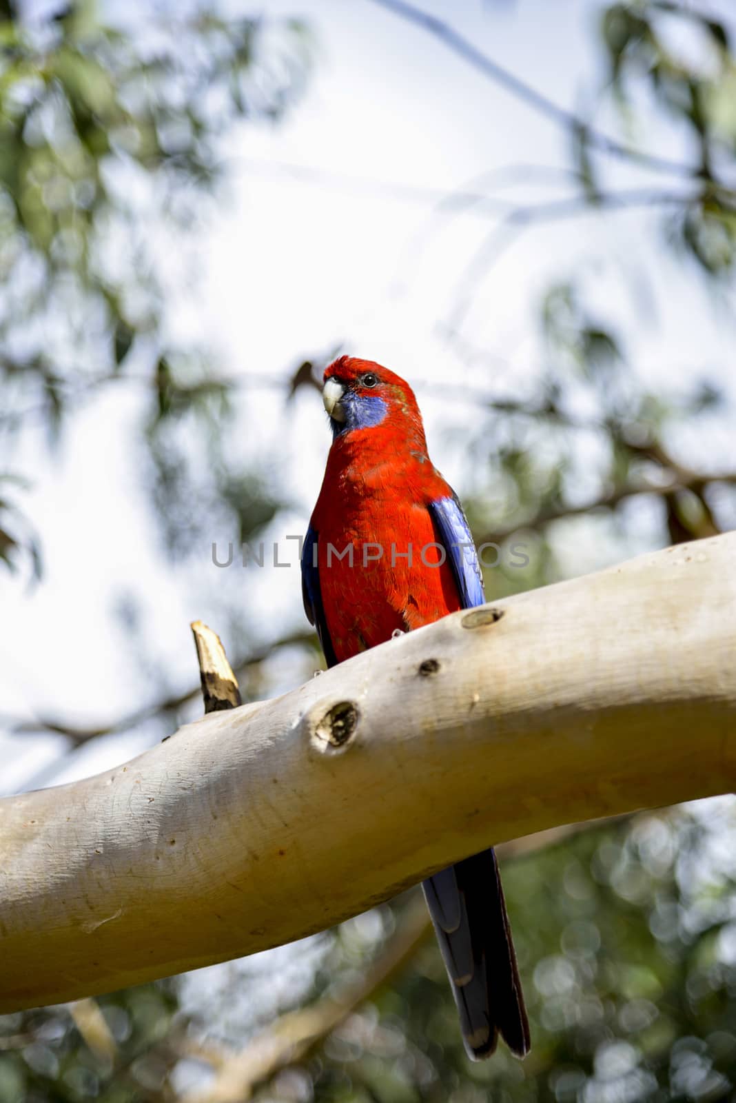 Red parot on the tree2