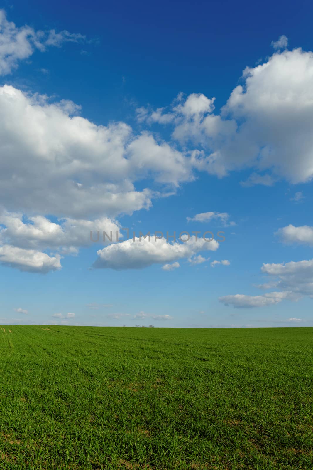 green wheat field under the blue cloudy sky