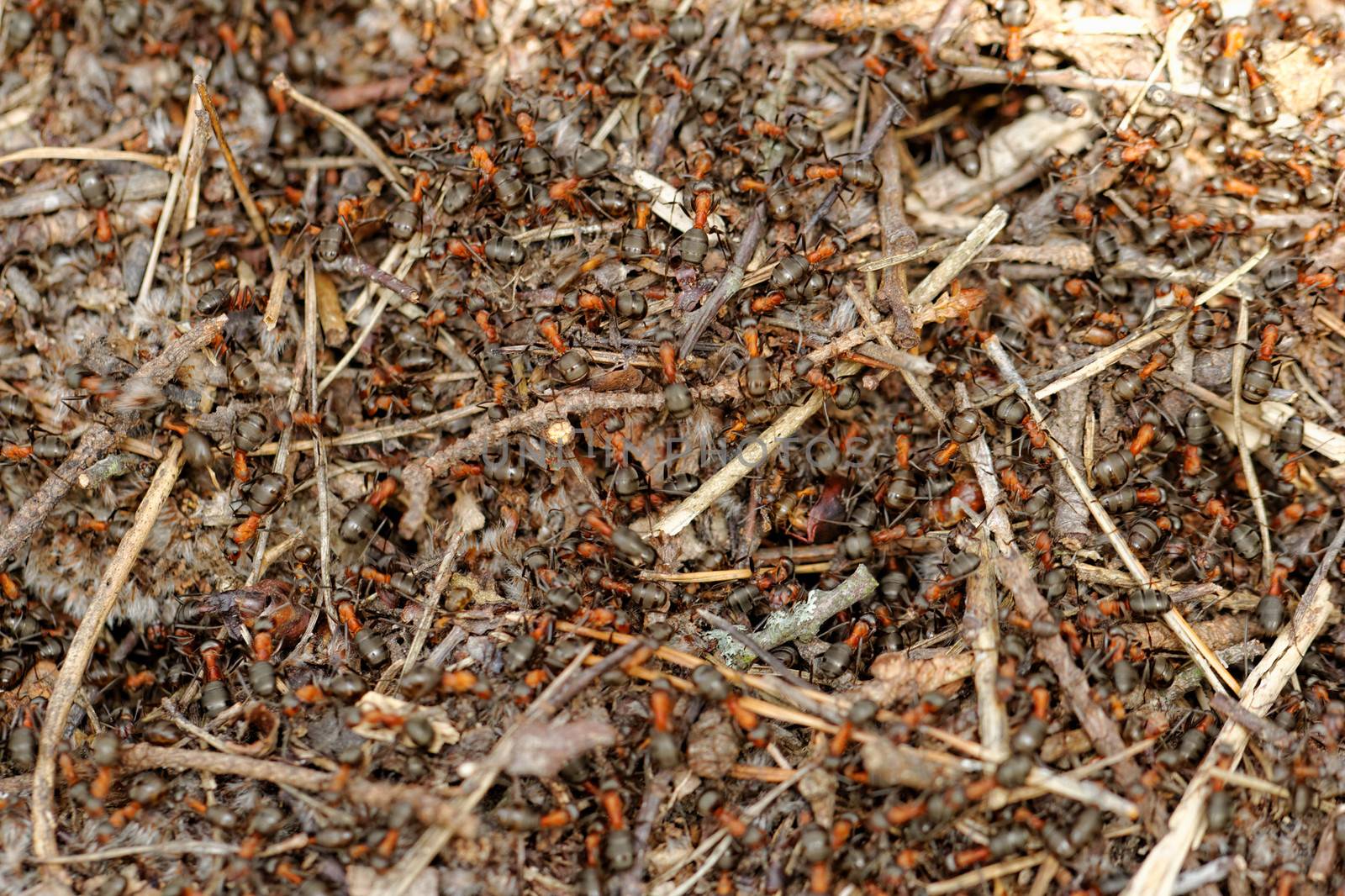 ants and ant hill by NagyDodo