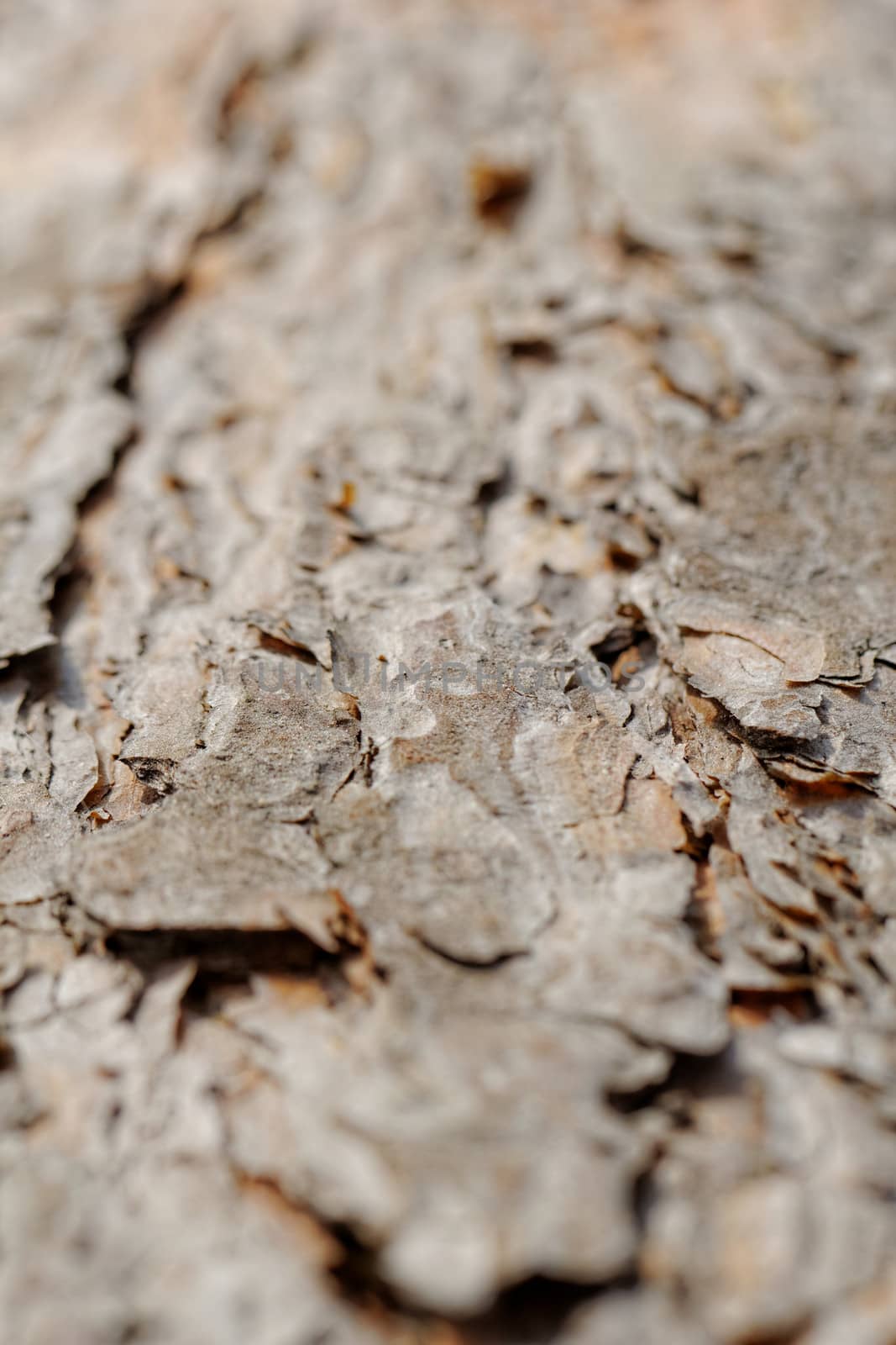 bark of pine tree