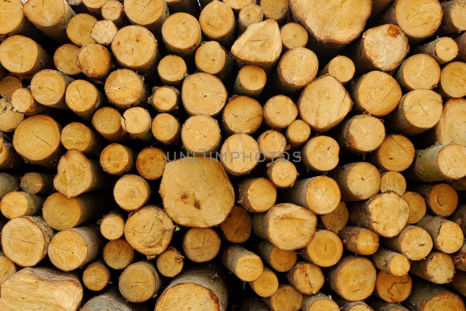 Wood stack by NagyDodo