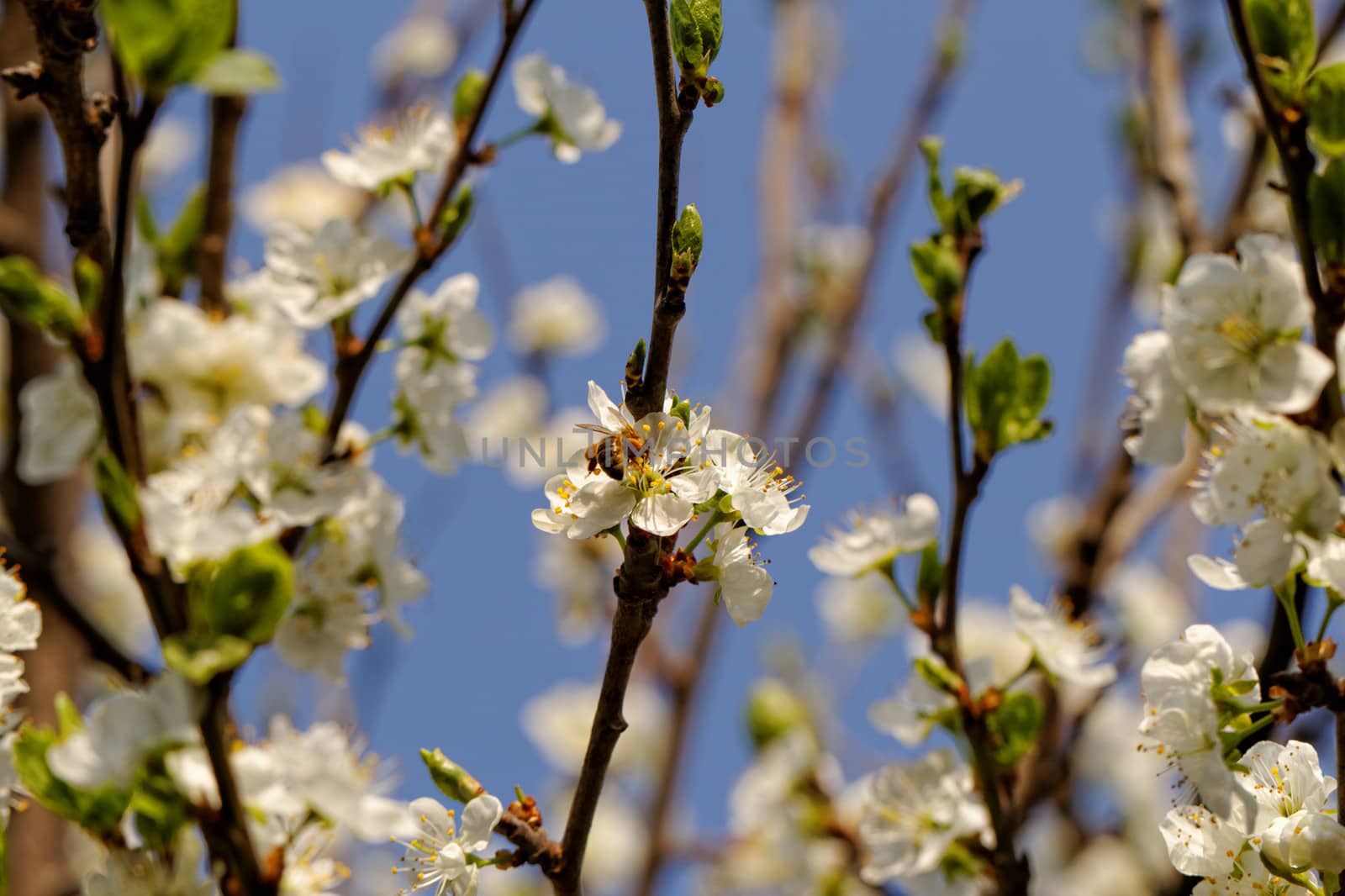 blossom cherry tree with bee by NagyDodo