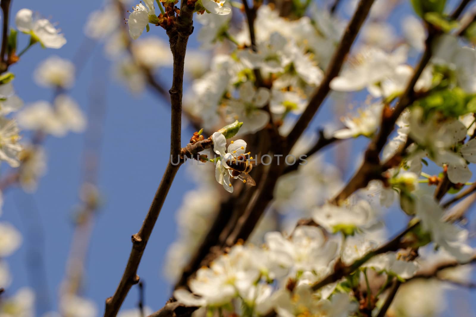 blossom cherry tree with bee by NagyDodo