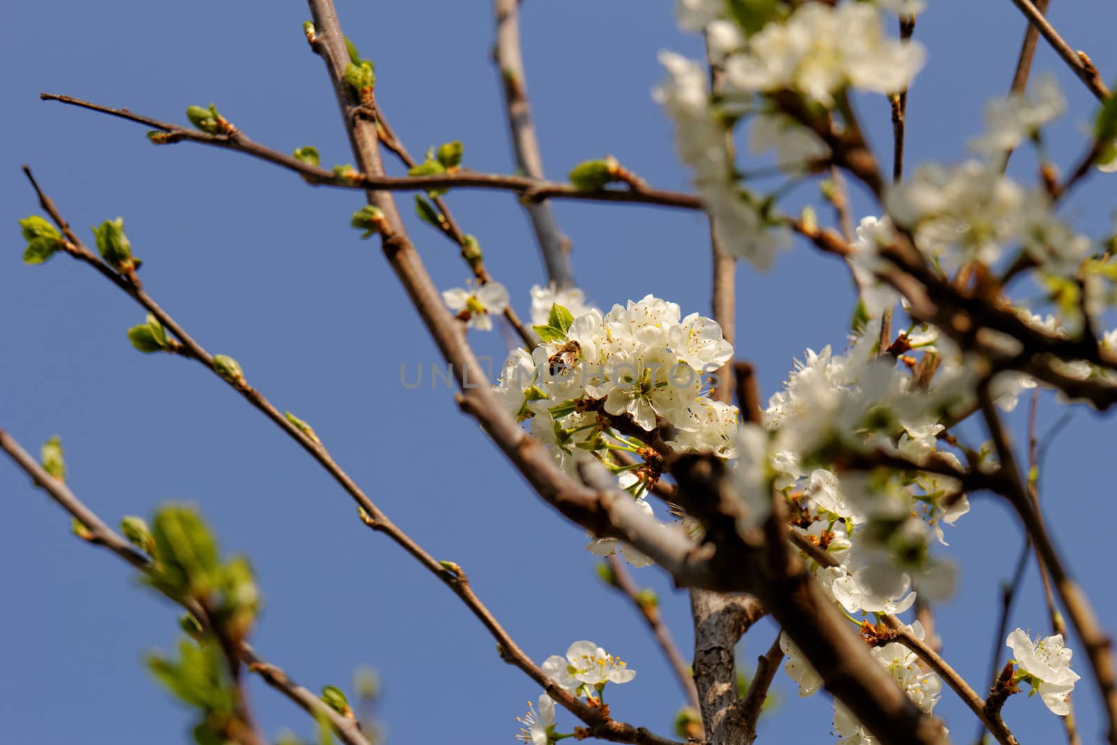 blossom cherry tree with bee by NagyDodo