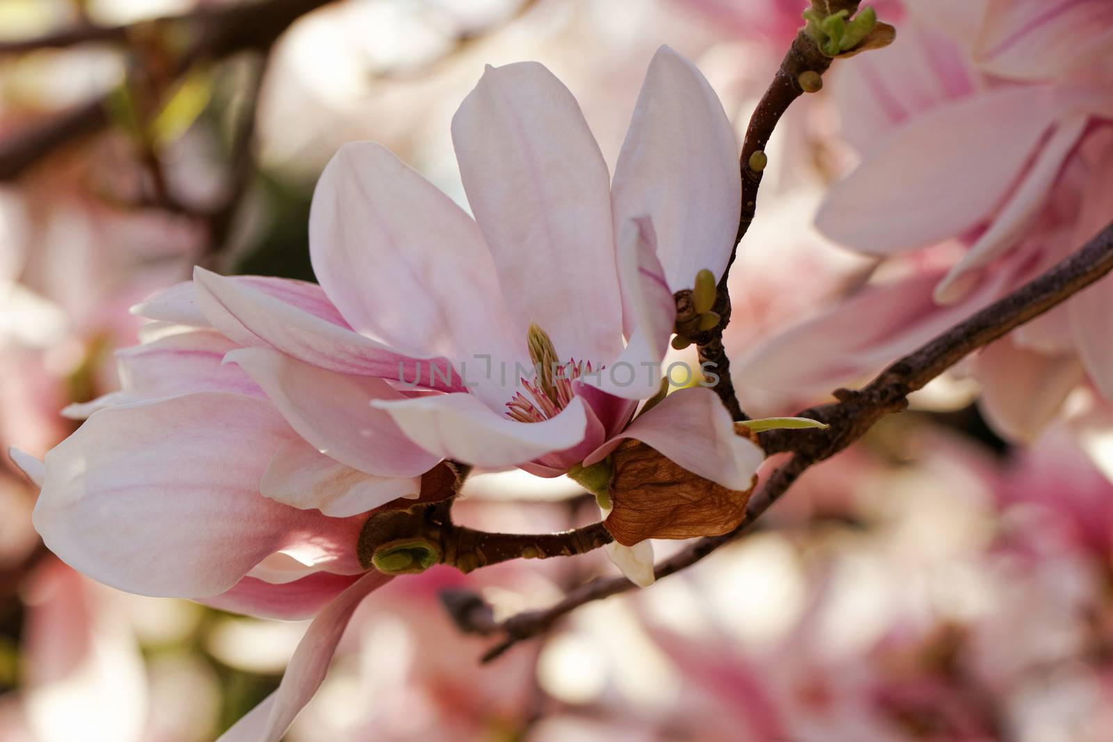 Spring Blossoms of a Magnolia tree