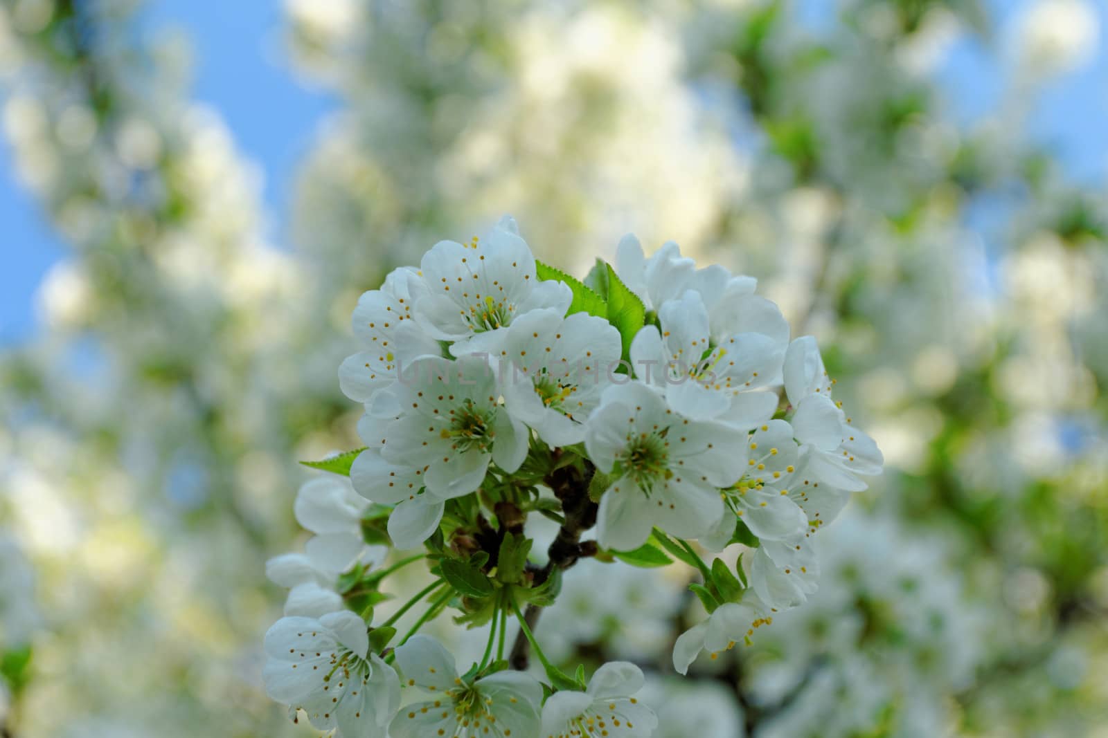 blossom cherry tree by NagyDodo