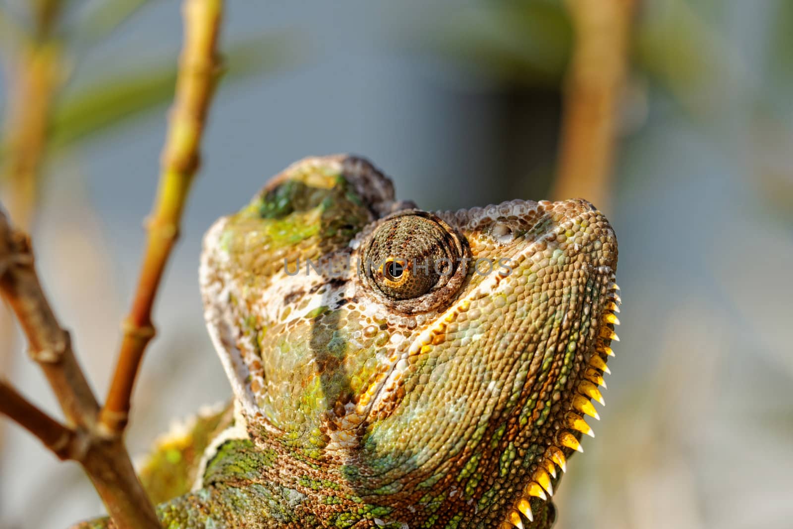 Chameleon on the leaf (Chamaeleo calyptratus)