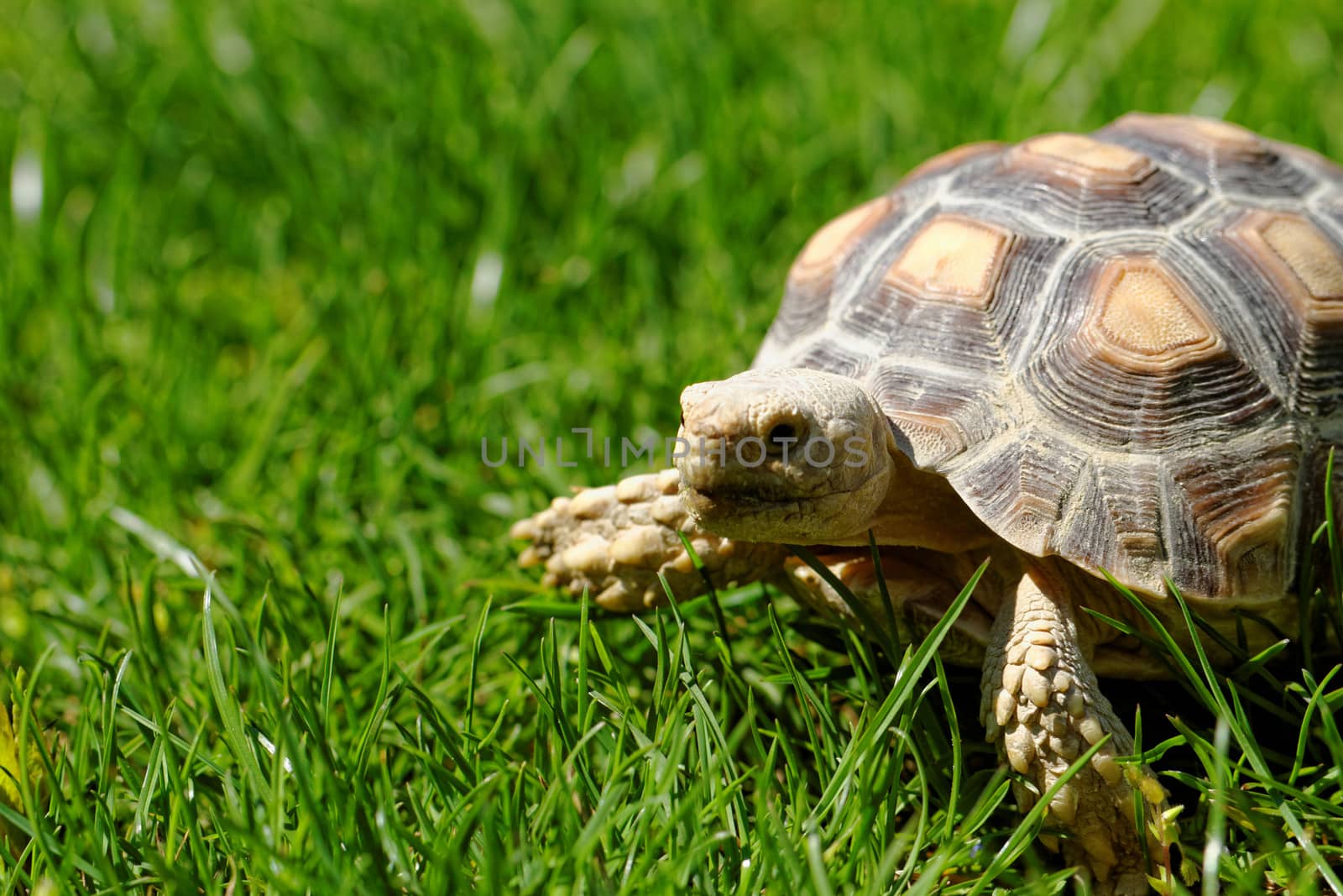 African Spurred Tortoise (Geochelone sulcata) in the garden