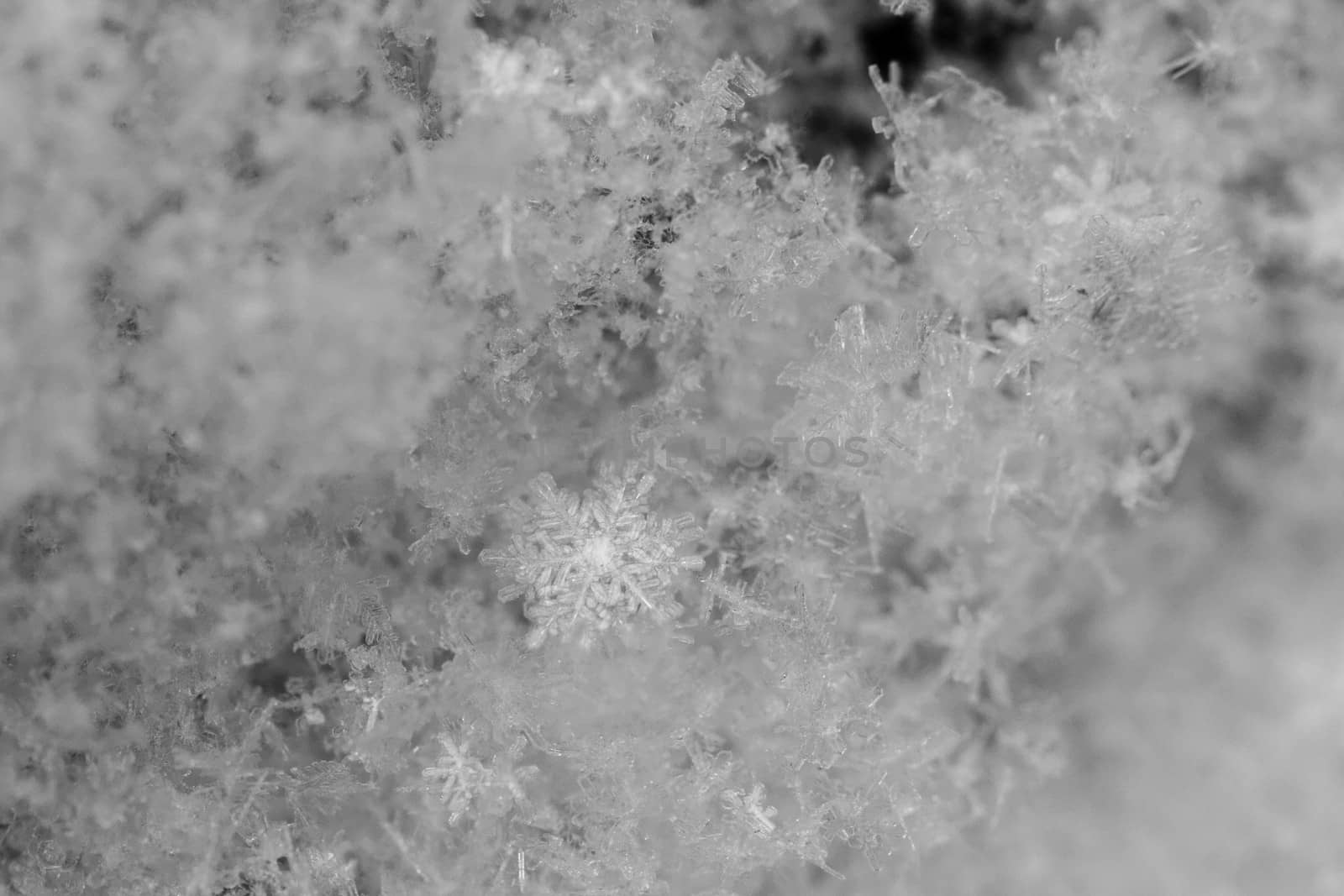 beauty white snowflake crystals on dark background