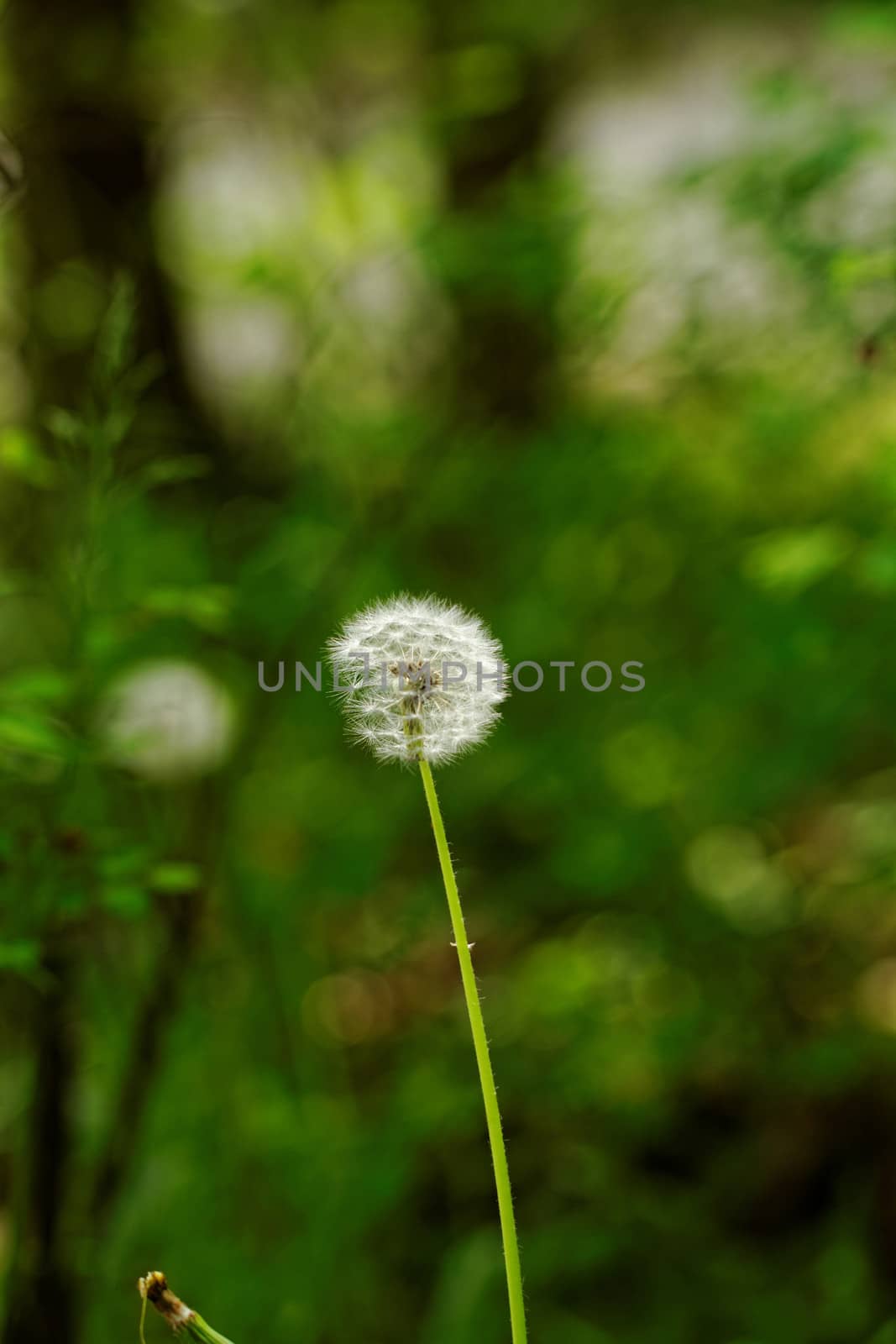 close-up of a dandelion flower