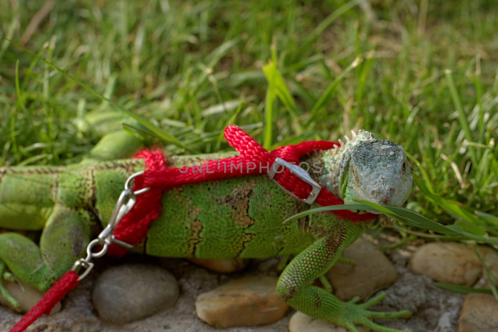 green iguana on a red leash