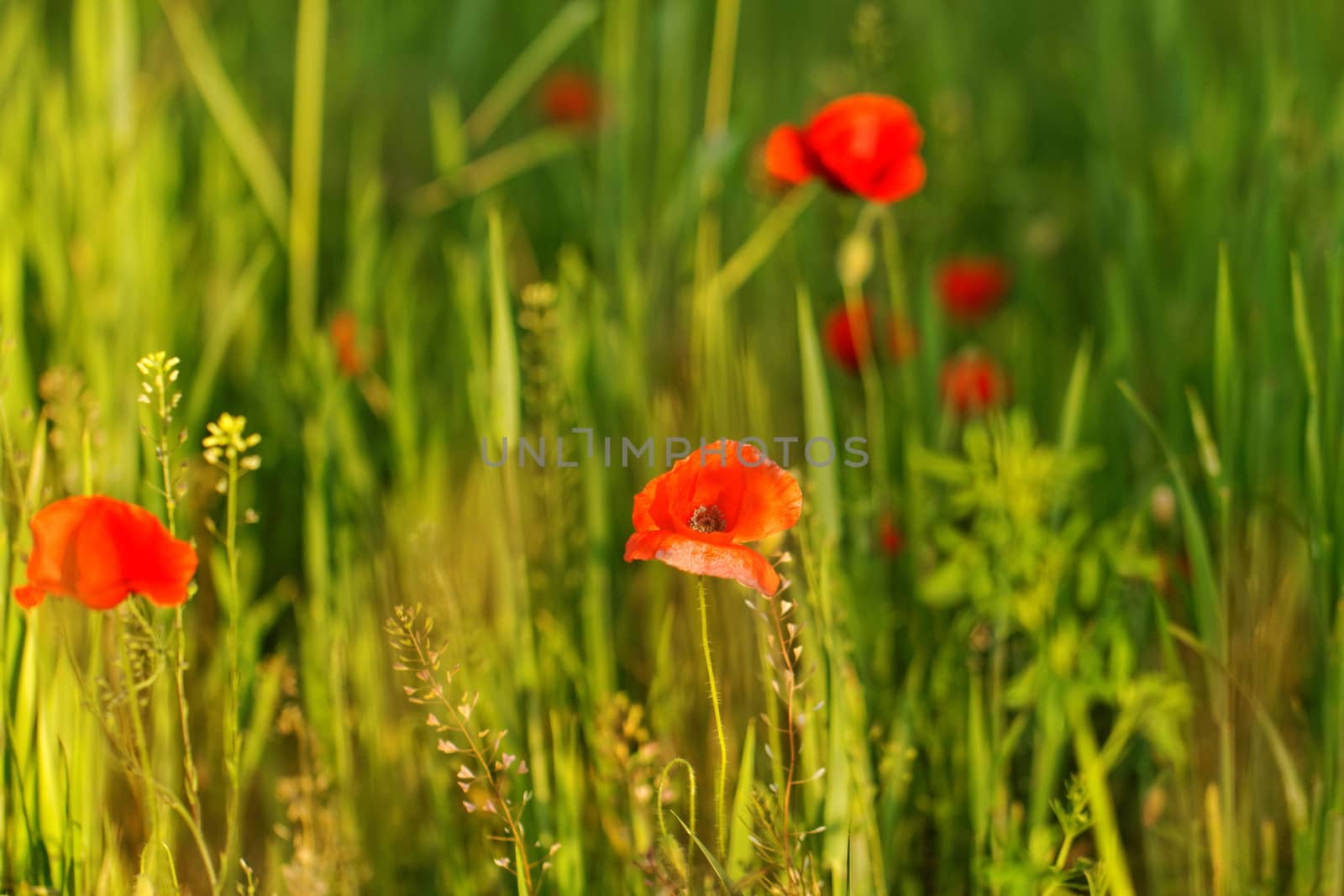 Huge red colored poppy field