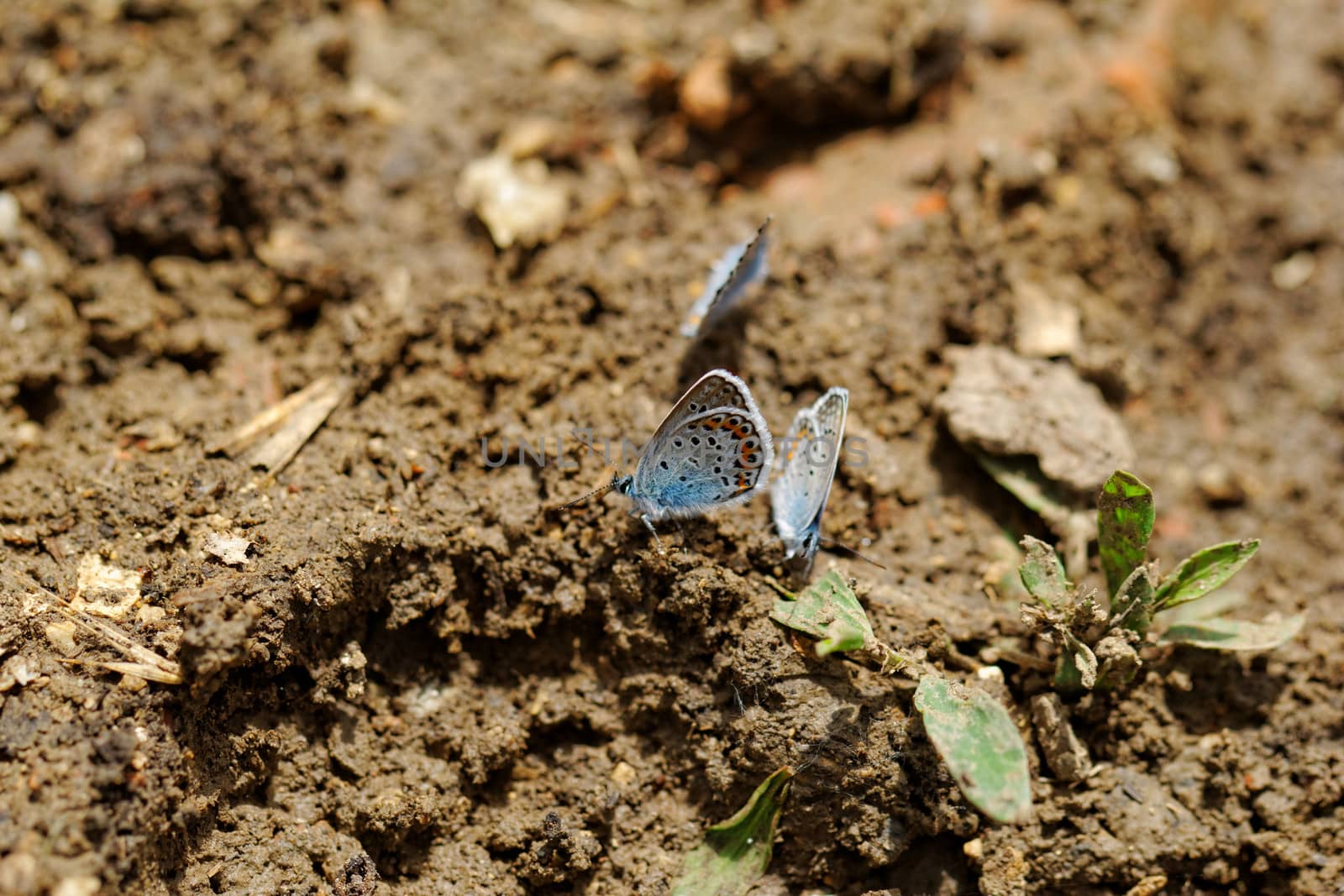 The Silver-studded Blue (Plebejus argus) butterfly by NagyDodo