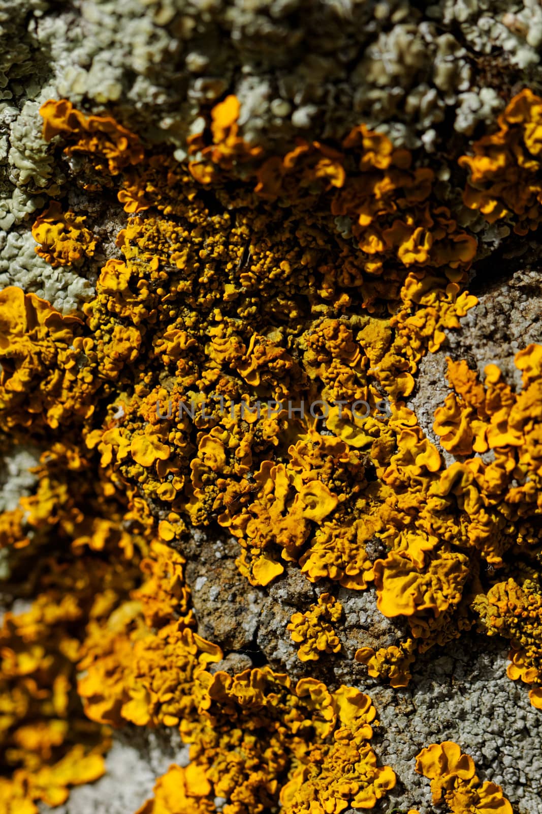 Macro photo of the mushroom on the rocks