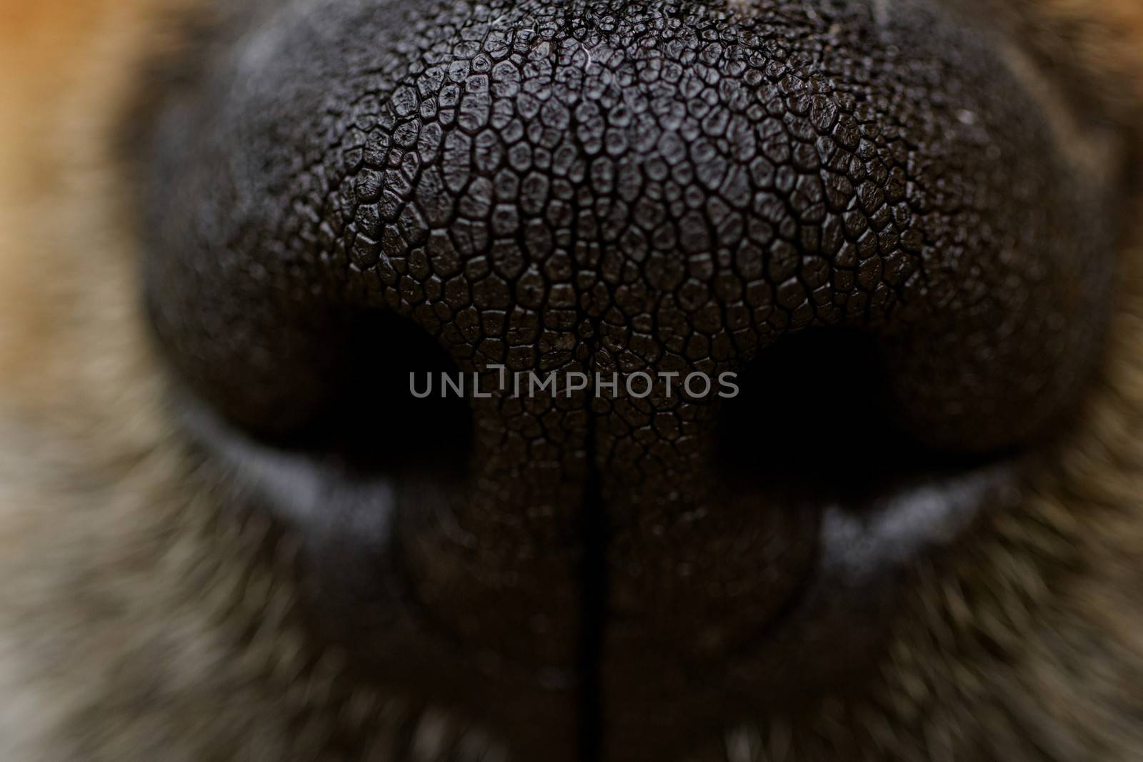 Close-up of a dog's nose