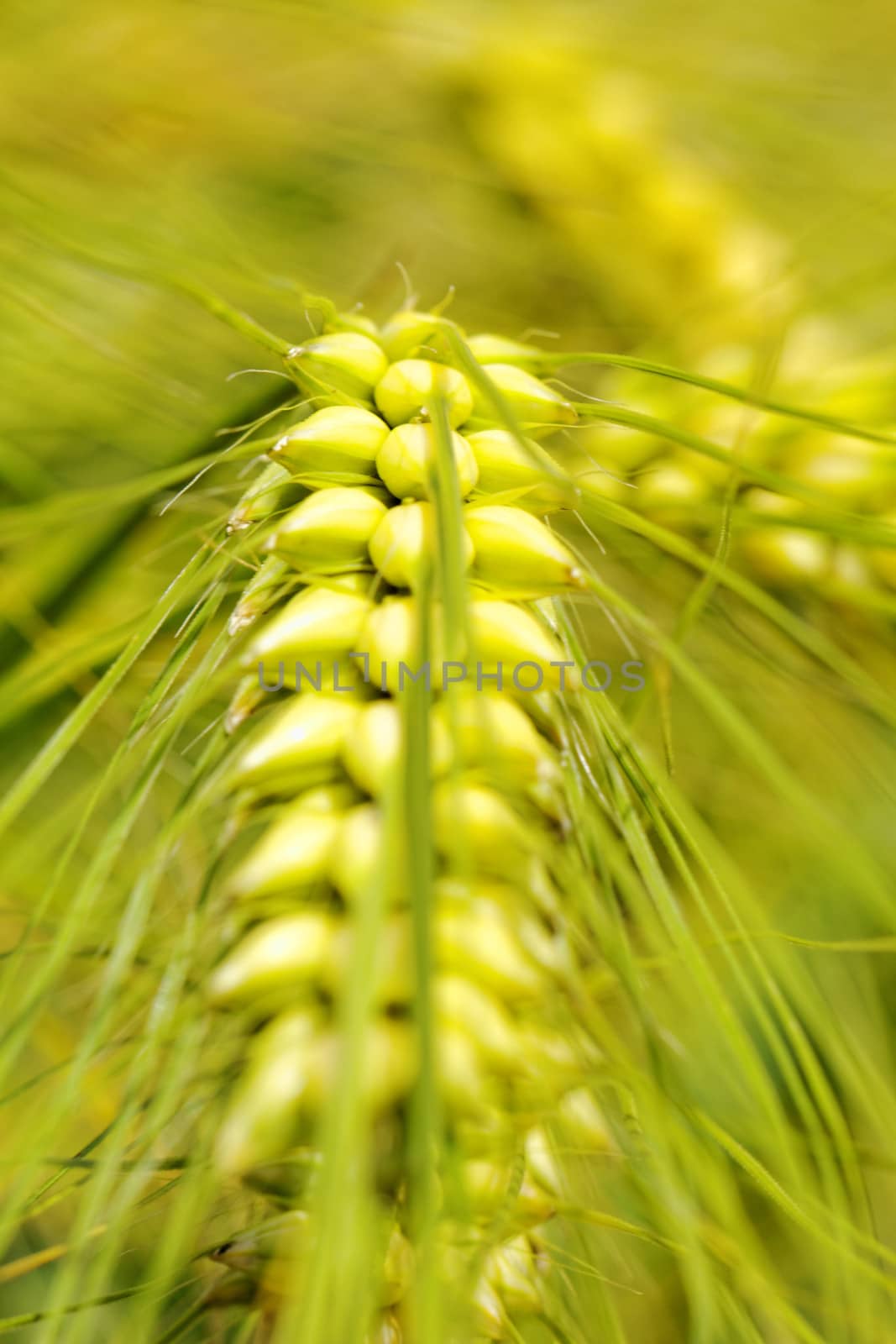 macro photo about a wheat by NagyDodo