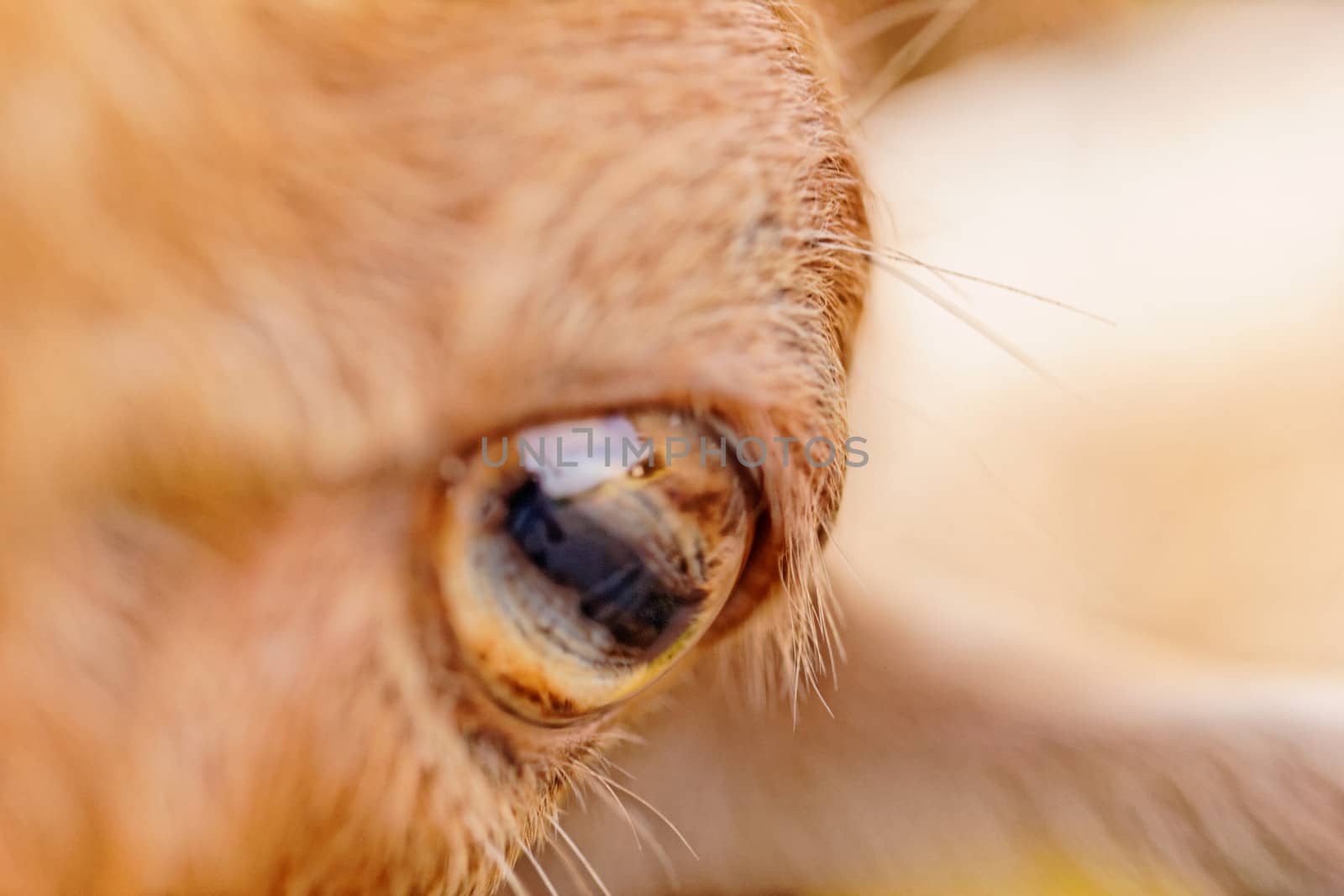 close up picture about yellow goats eye