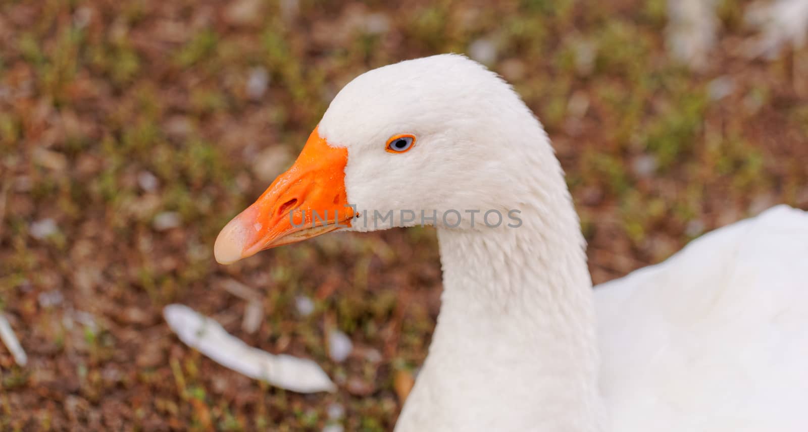 White geese with blue eyes, in farm