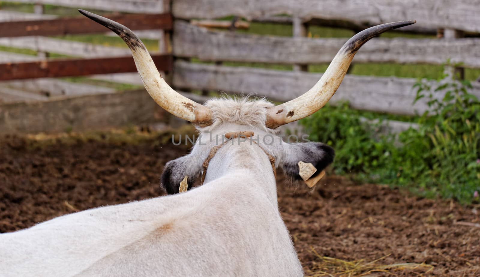 Ruminant Hungarian gray cattle bull in the corral from back
