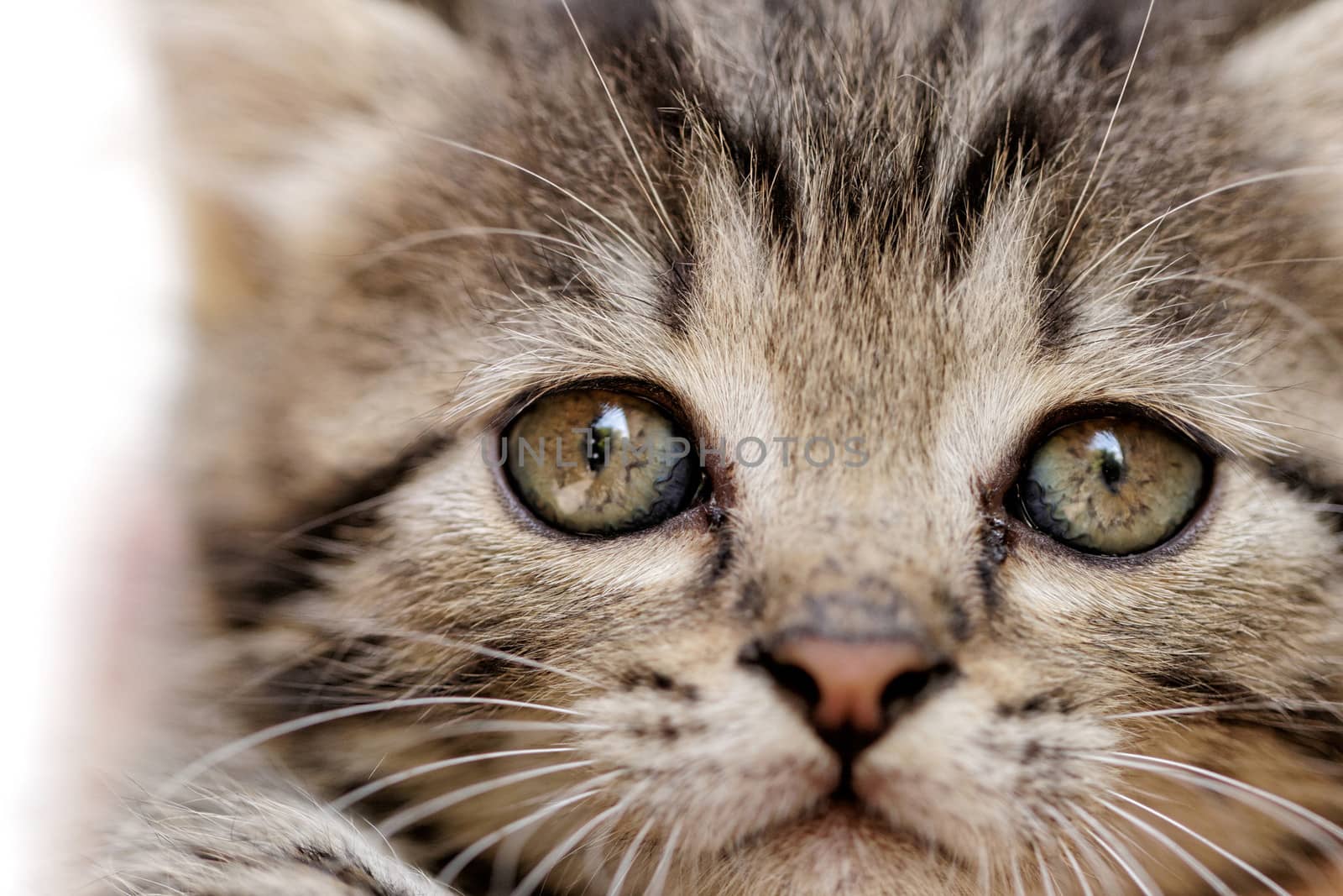 close up on a kittens face portrait