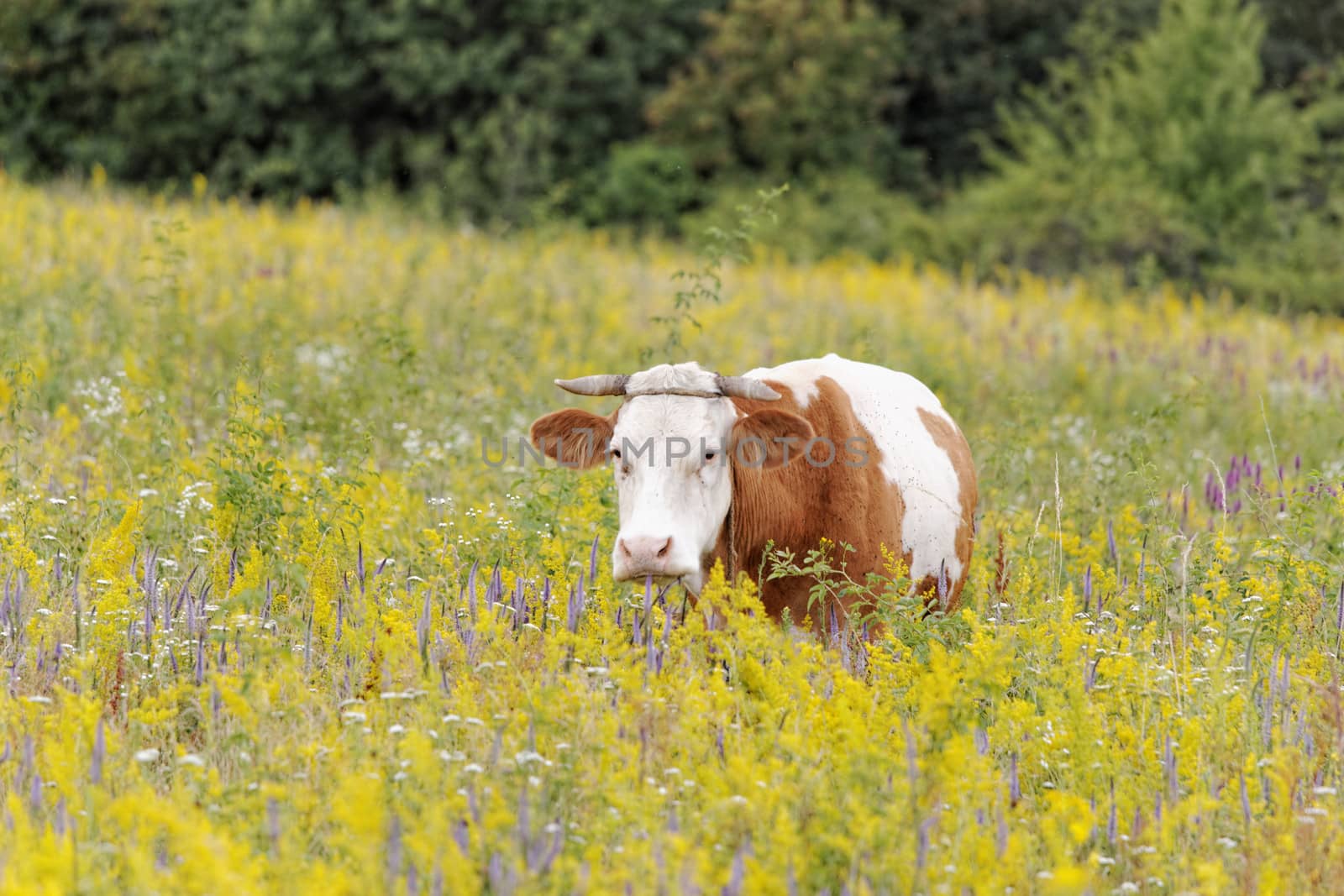 motley cow graze in a field (free range)