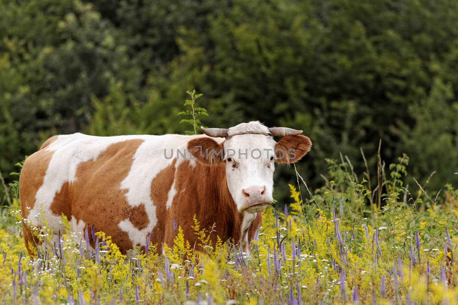 motley cow graze in a field (free range)