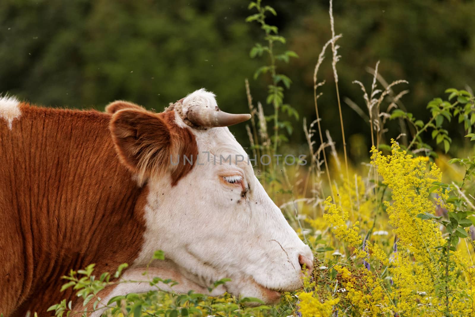 motley cow graze in a field (free range)