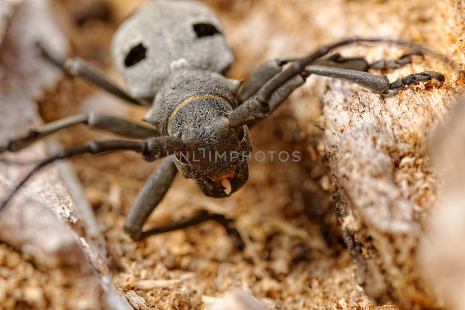 Macro portrait of the Capricorn Beetle in the nature