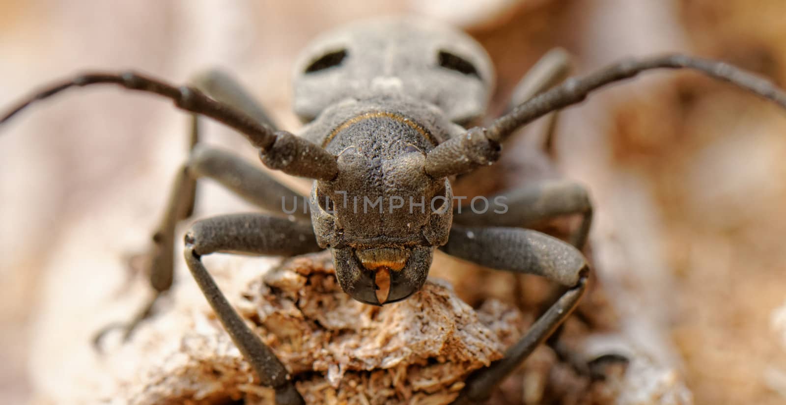 Macro portrait of the Capricorn Beetle in the nature