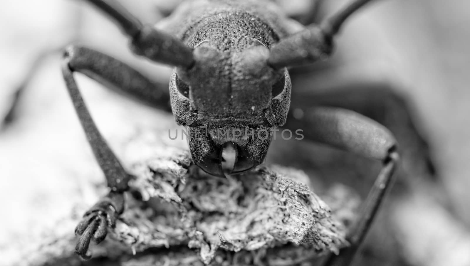 Macro portrait of the Capricorn Beetle in the nature photo with special filter