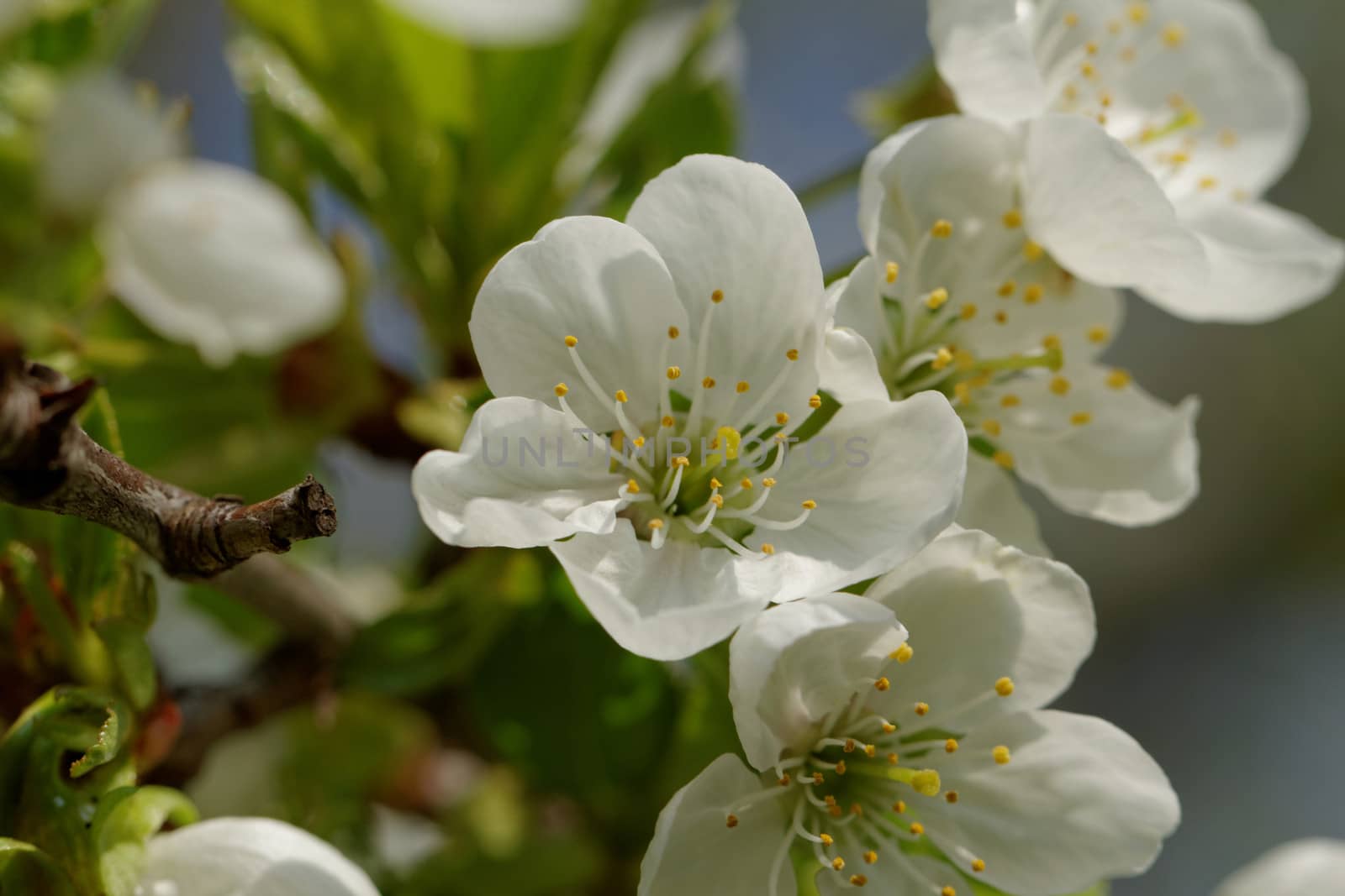 blossom cherry tree by NagyDodo