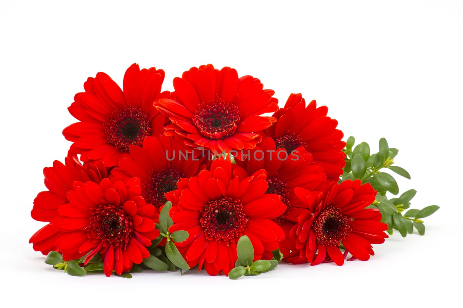 gerbera flowers