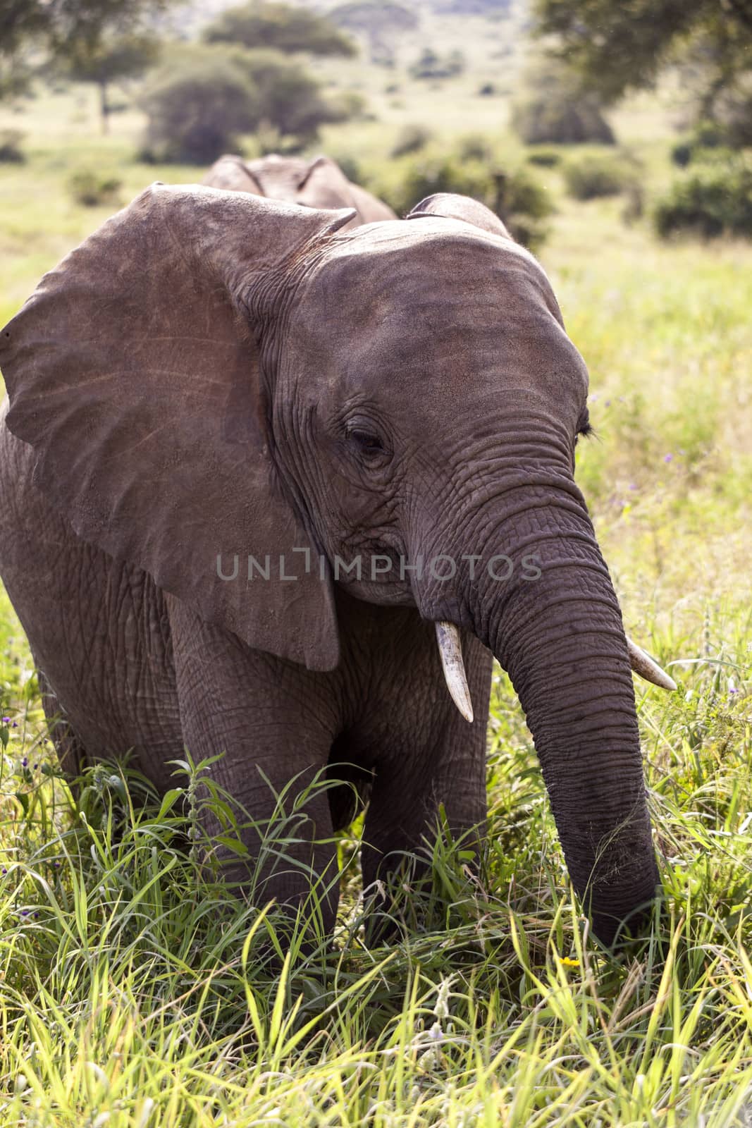 Elephant in the wilderness of Africa