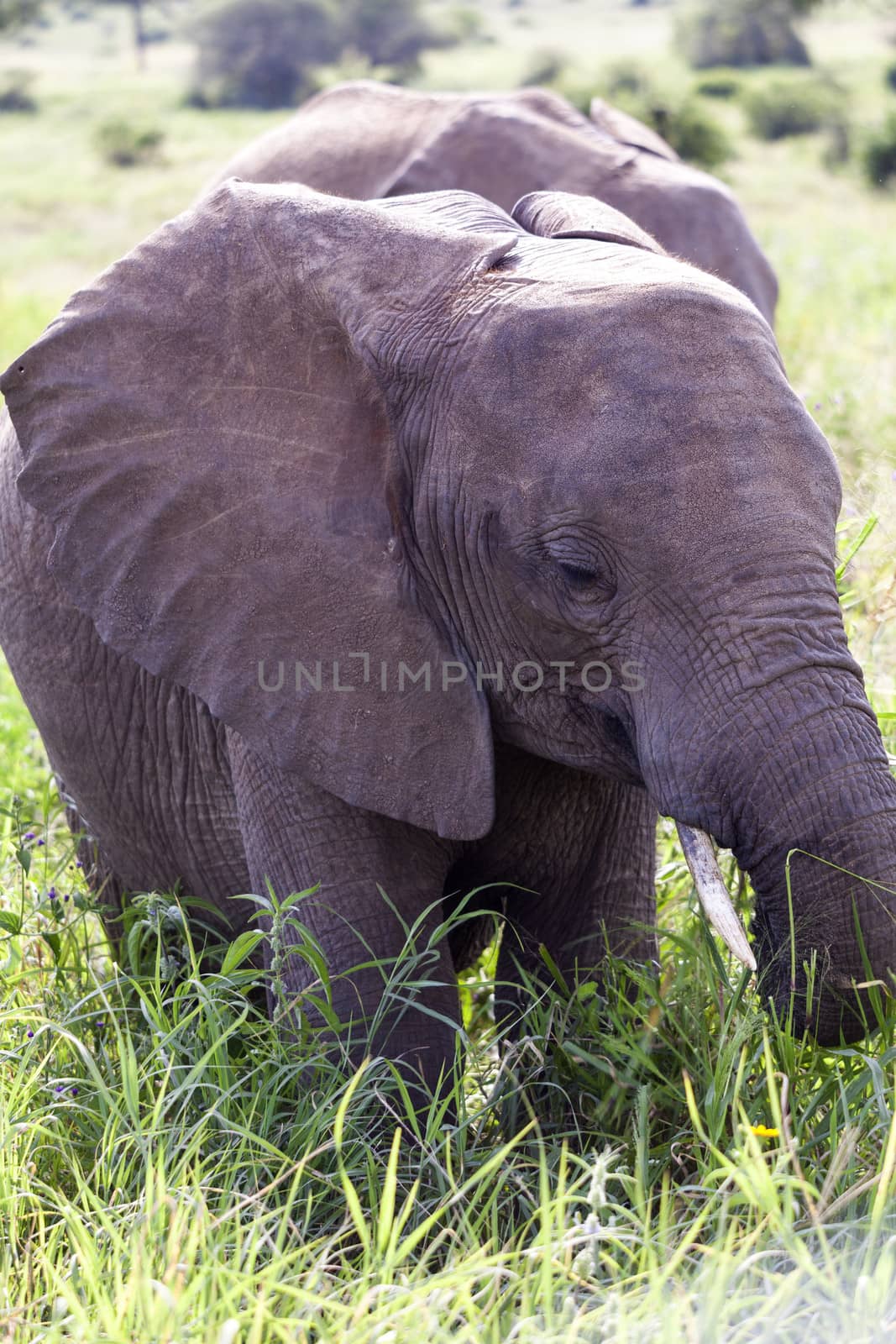 African Elephants by Imagecom
