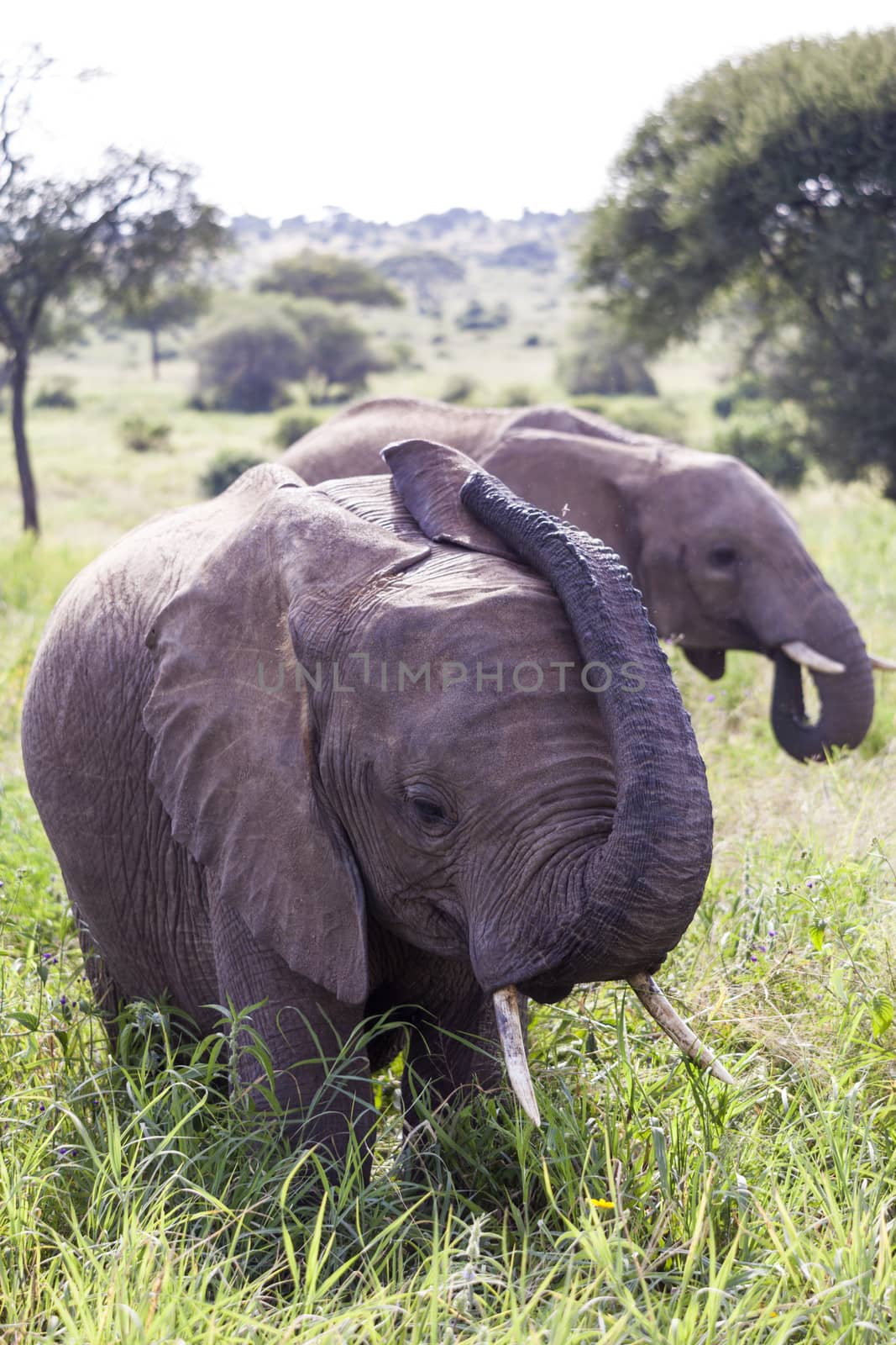 Grazing elephants in Tanzania close up