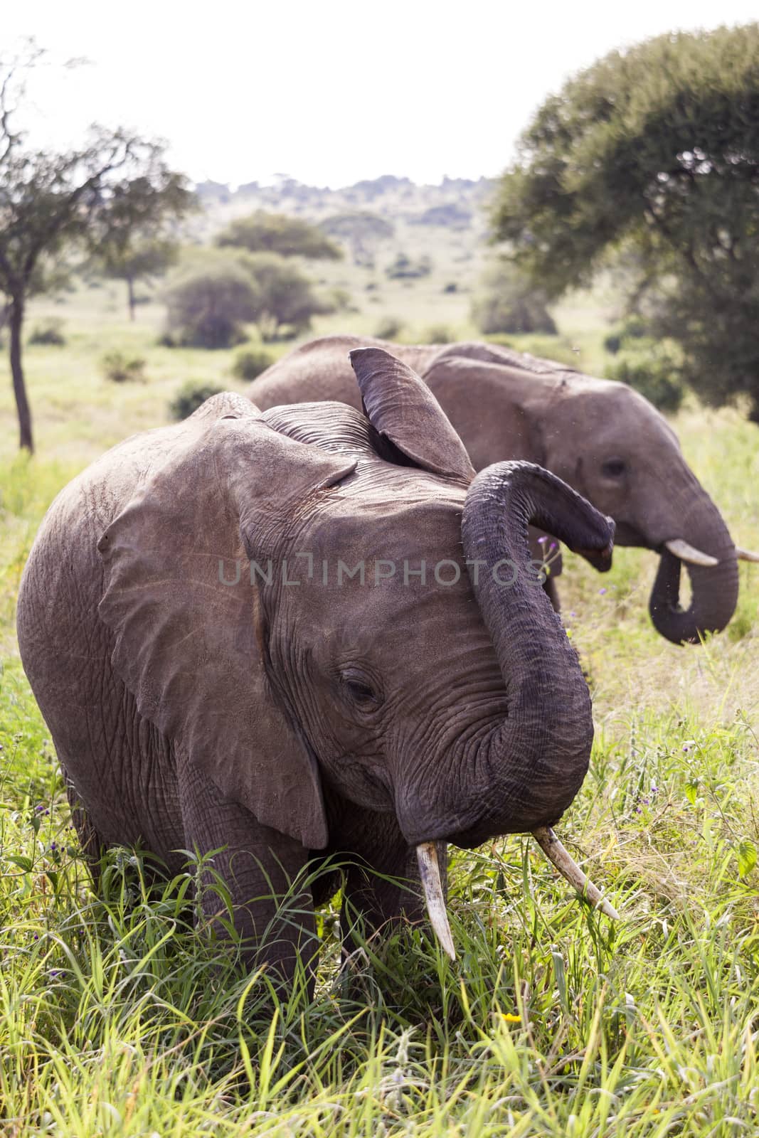 African Elephants by Imagecom