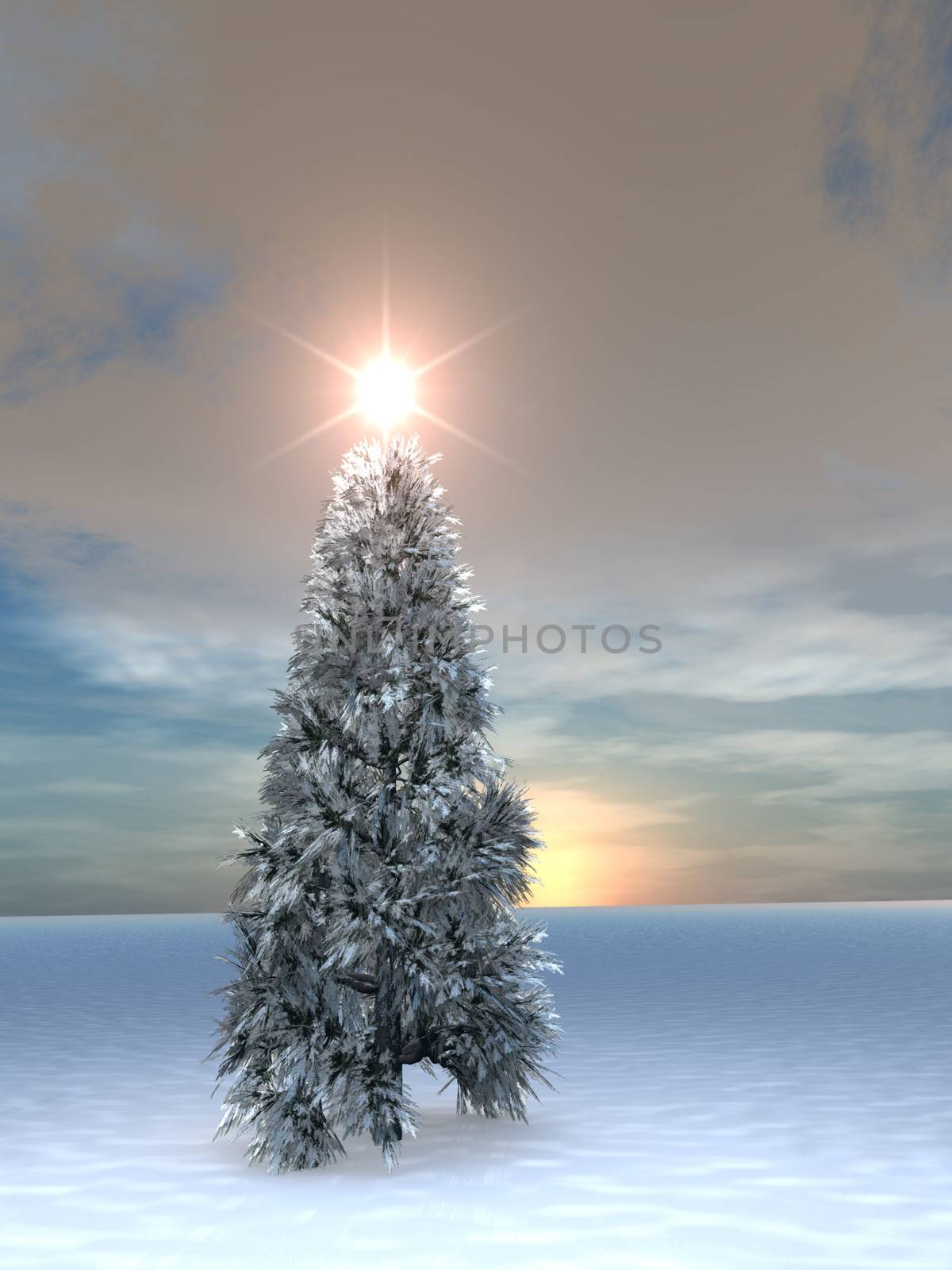 Christmas Tree Sunrise - Beautiful Christmas Tree in snow on the horizon during sunrise