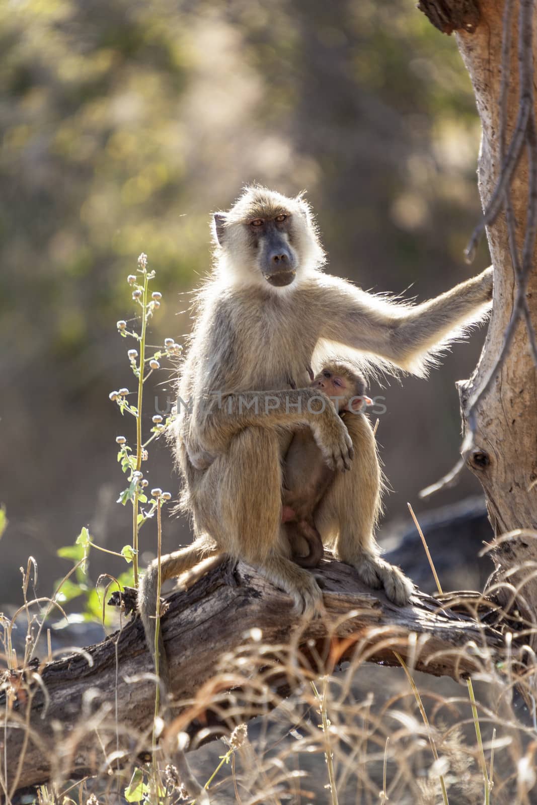 Velvet monkey sitting on a tree in the wilderness of Tanzania