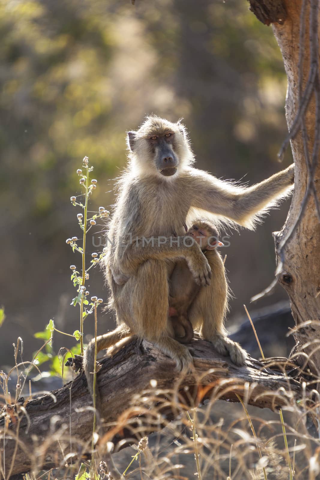 Velvet monkey is sitting on a tree in Tanzania