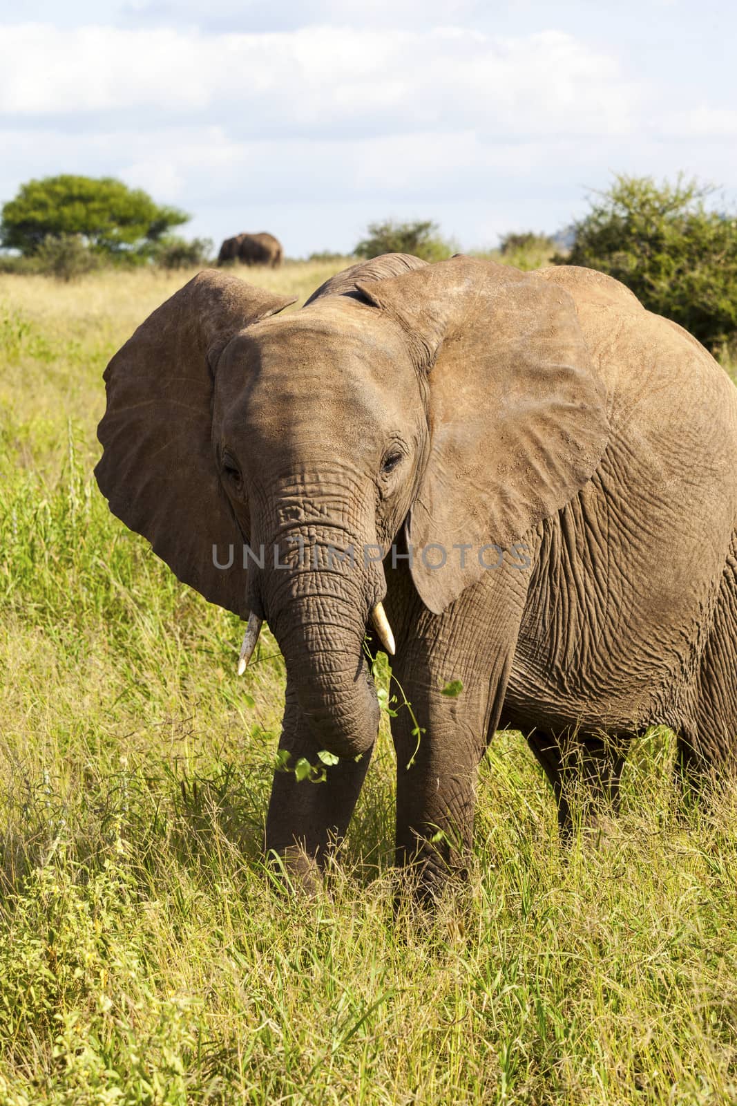 Grazing elephant in the wilderness of Tanzania
