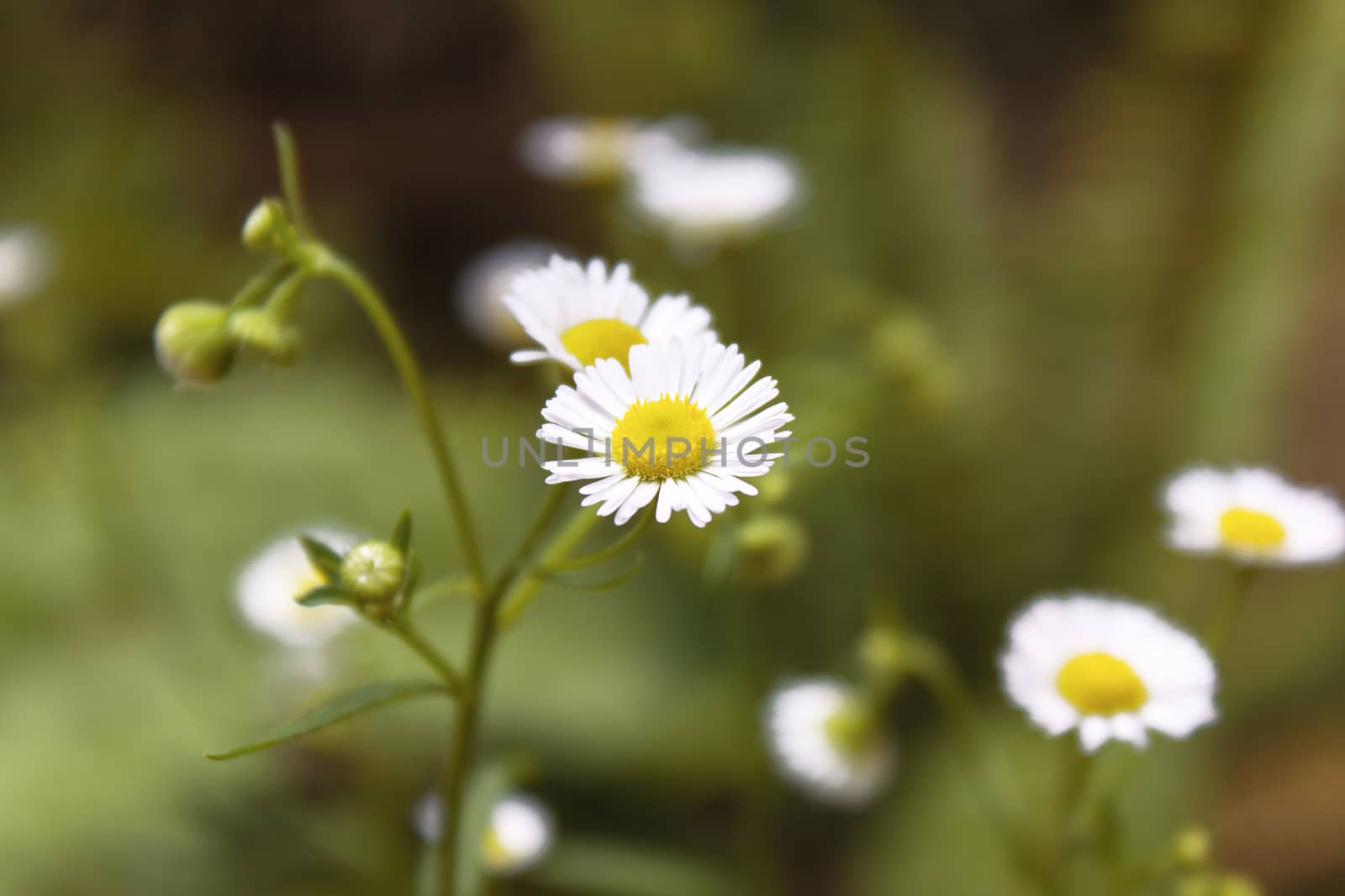 white Flower in the garden by sutipp11