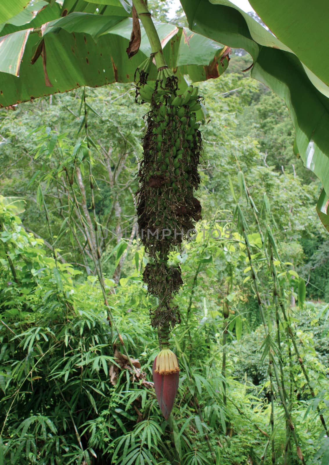 Fruits are easy to find in the forest.