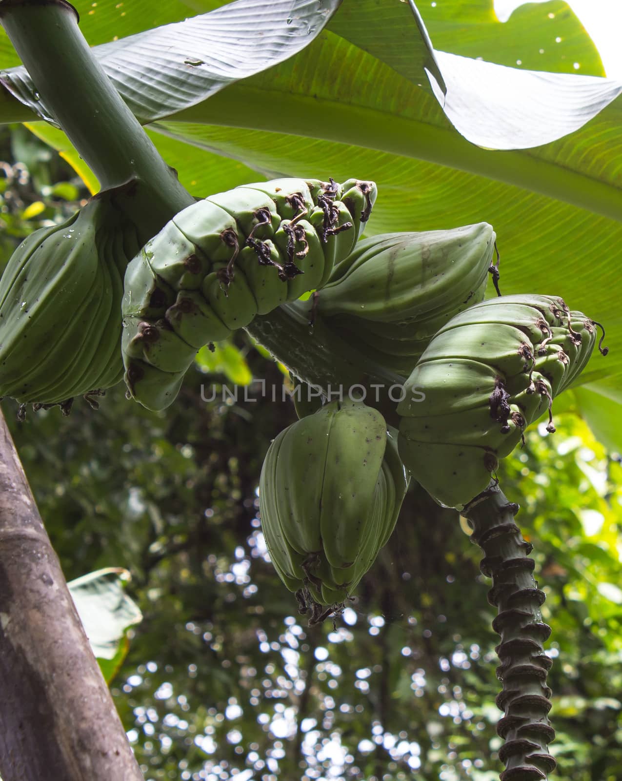 young banana tree with bananas by sutipp11