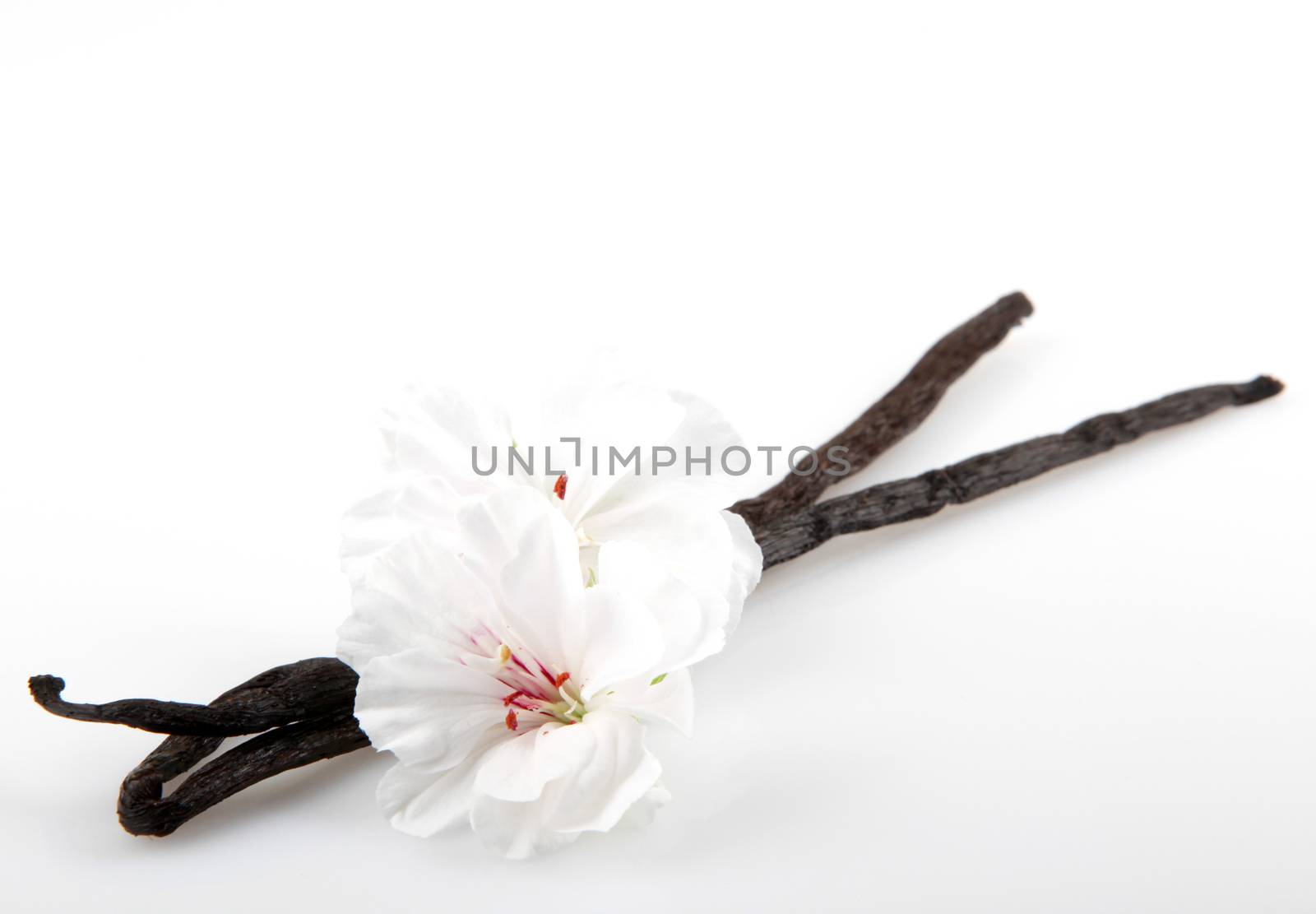 Vanilla Bean And Flower