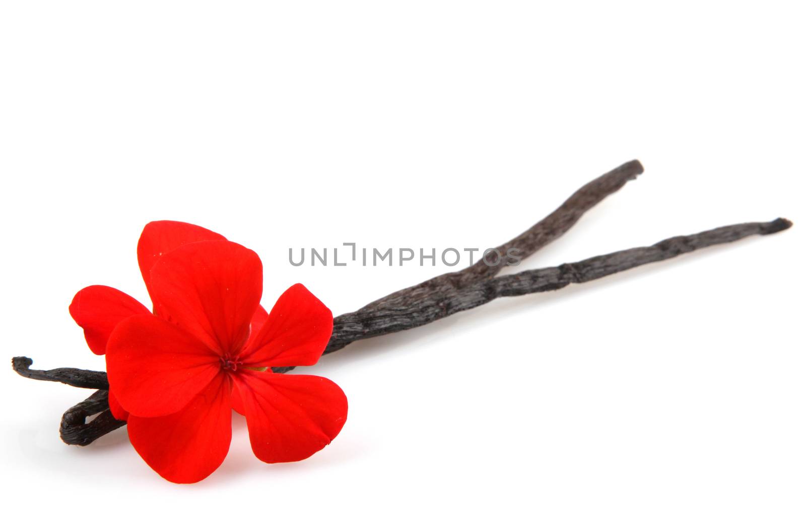 Vanilla Bean And Flower