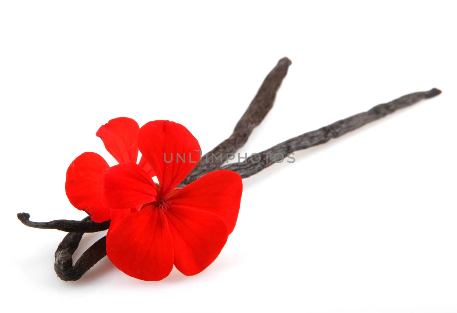 Vanilla Bean And Flower