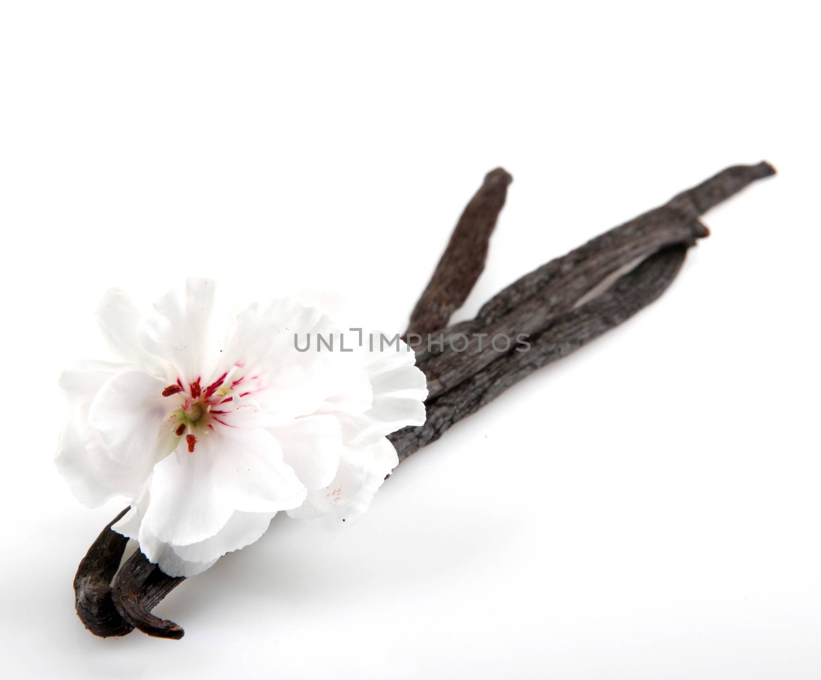 Vanilla Bean And Flower