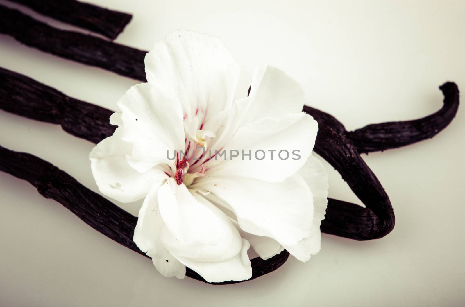 Vanilla Bean And Flower